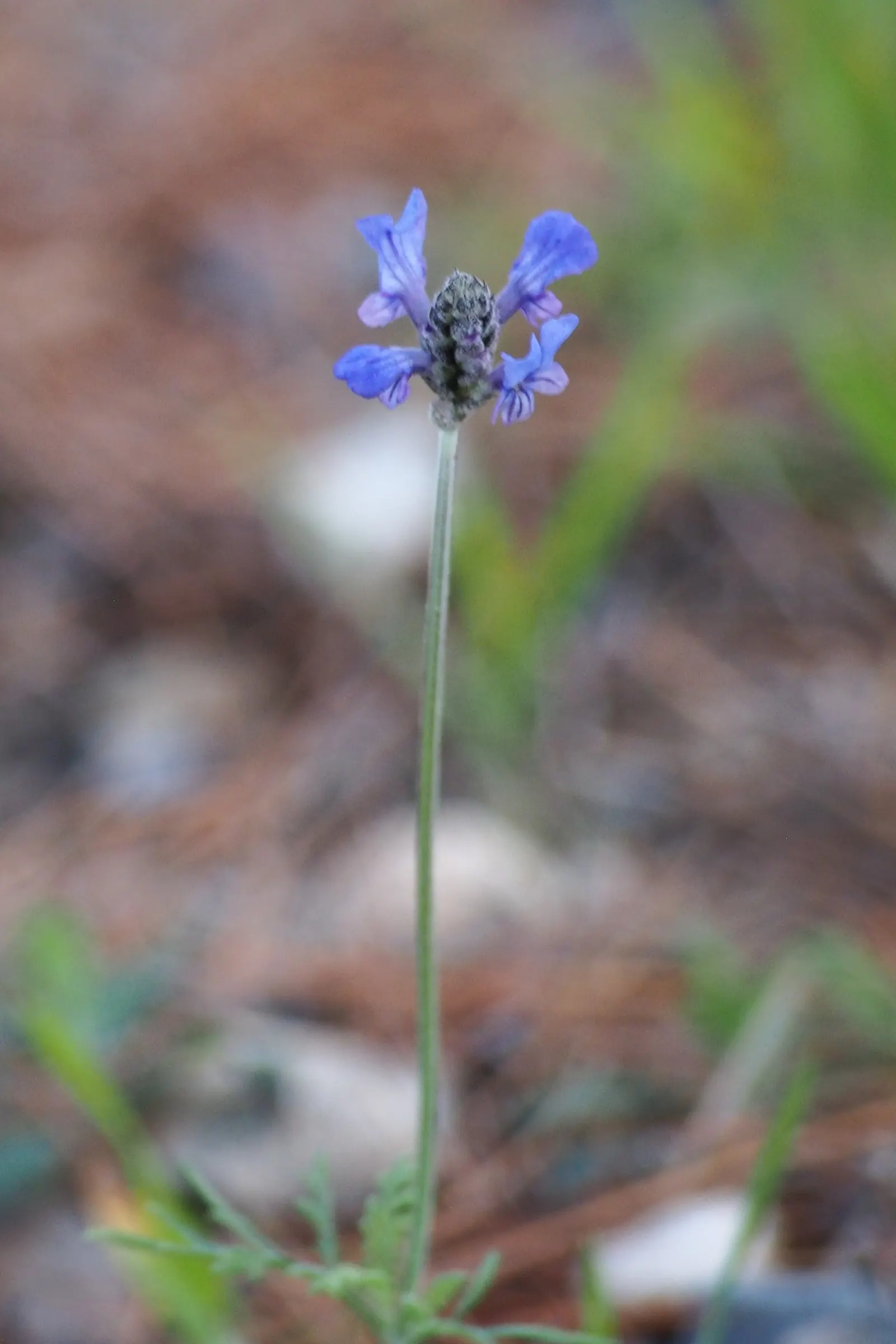 Fernleaf Lavender (Lavandula Multifida) — fern-like foliage and vibrant blue-violet flowers