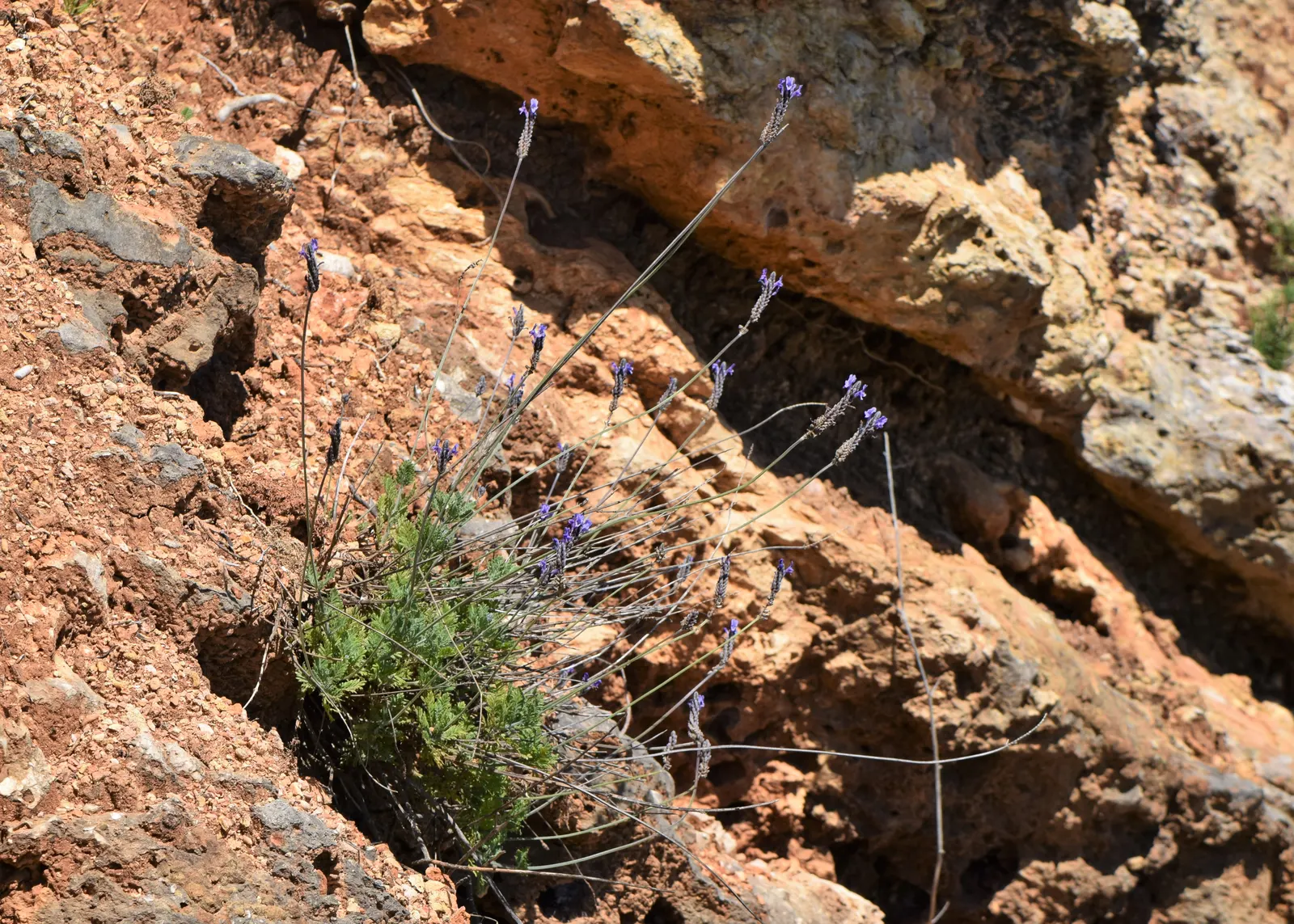 Fernleaf Lavender (Lavandula Multifida) — Its unique texture and year-round interest make it an excellent choice for xeriscaping and sensory gardens