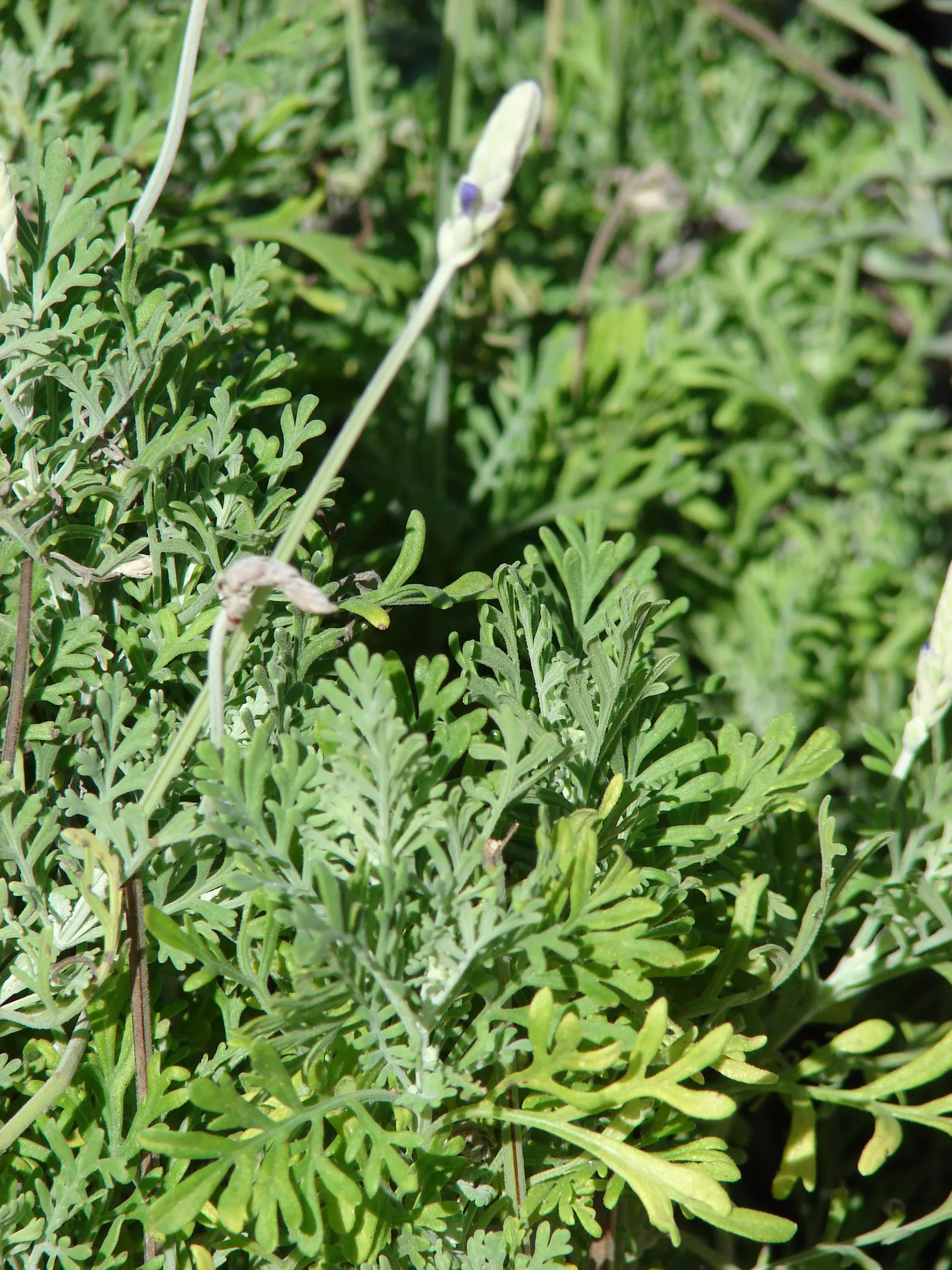 Fernleaf Lavender (Lavandula Multifida) — which immediately adds a textural contrast to any garden design; and prefers a spacing of 18 to 24 inches to ensure