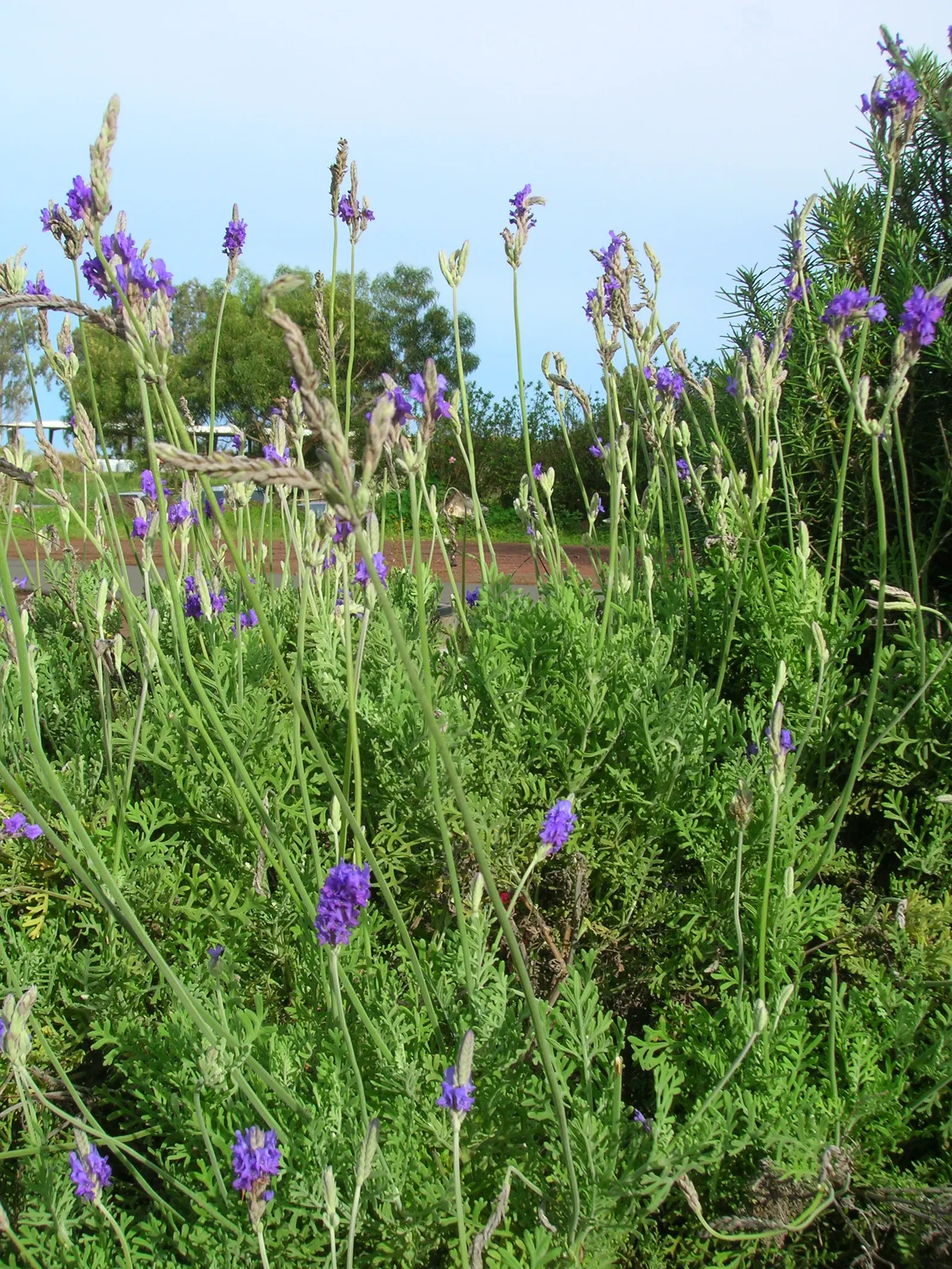 Fernleaf Lavender (Lavandula Multifida) — herb / perennial / shrub for full