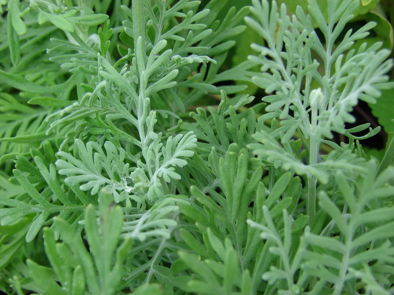 Fernleaf Lavender (Lavandula Multifida) — fern-like foliage and vibrant blue-violet flowers; its aromatic leaves exude a strong fragrance when brushed against