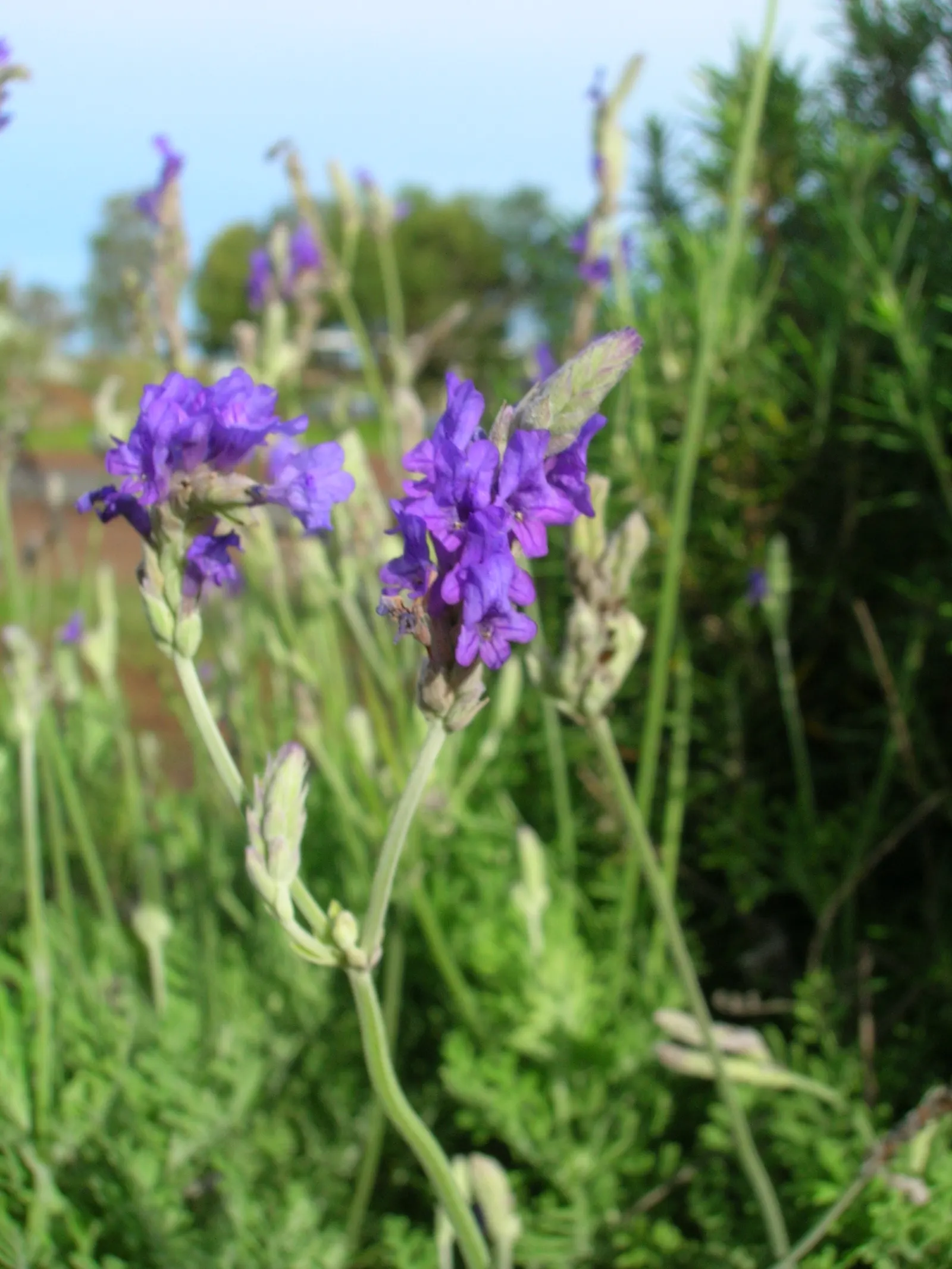 Fernleaf Lavender (Lavandula Multifida) — To maintain its tidy form and encourage vigorous flowering