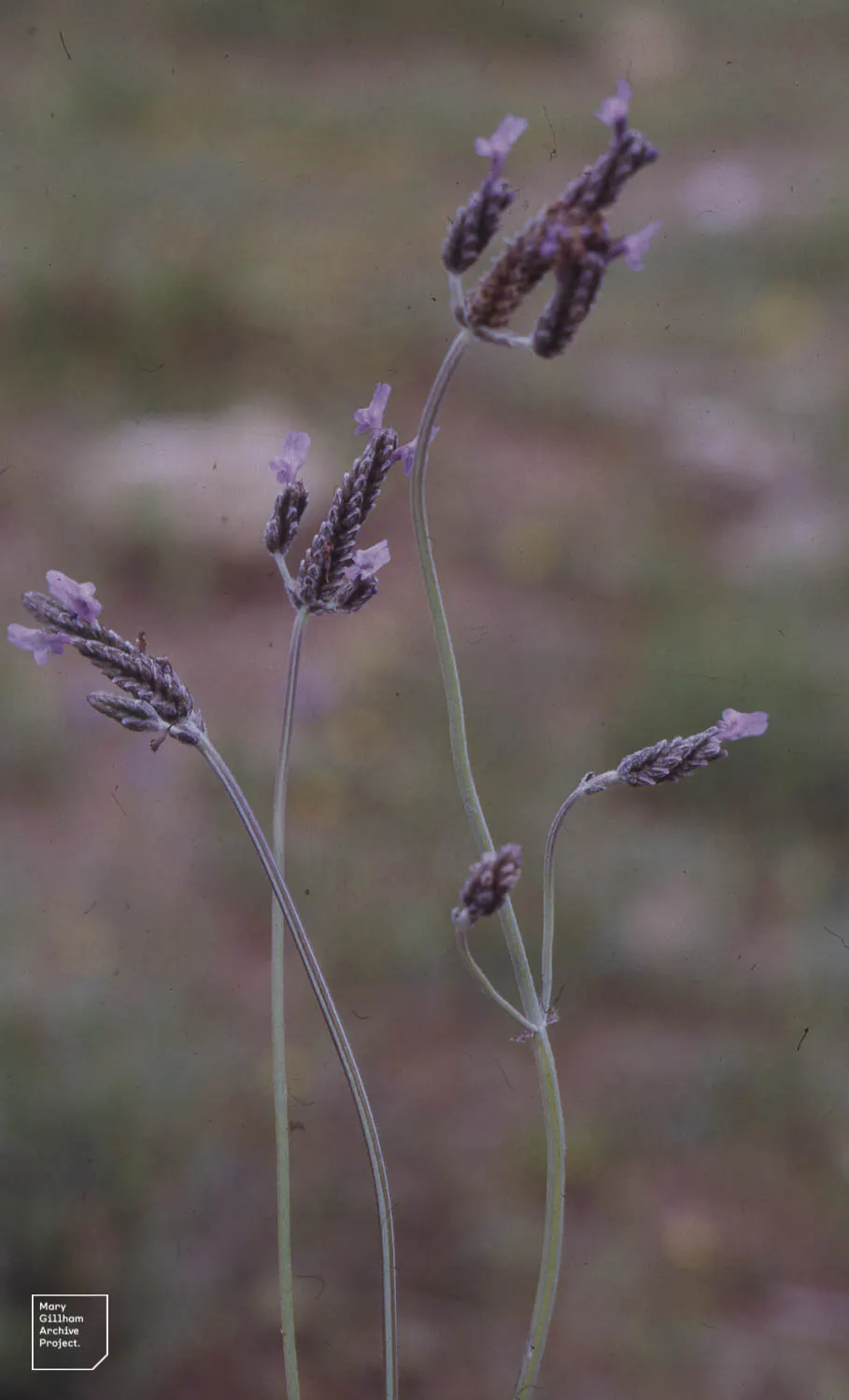 Fernleaf Lavender (Lavandula Multifida) — reducing the need for frequent watering