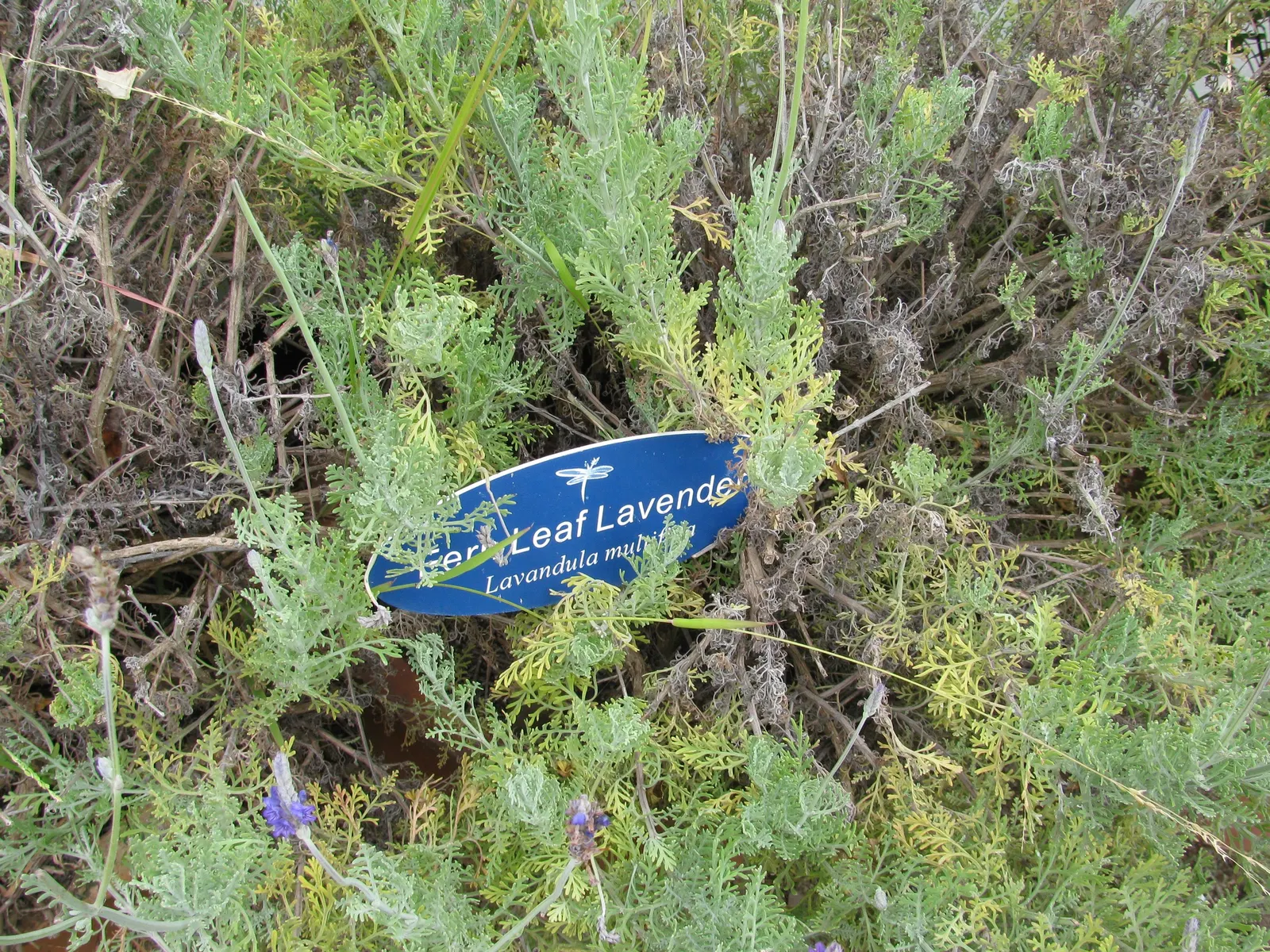 Fernleaf Lavender (Lavandula Multifida) — is a distinctive variety within the Lavandula genus prized for its dissected and lacy; beyond its aesthetic