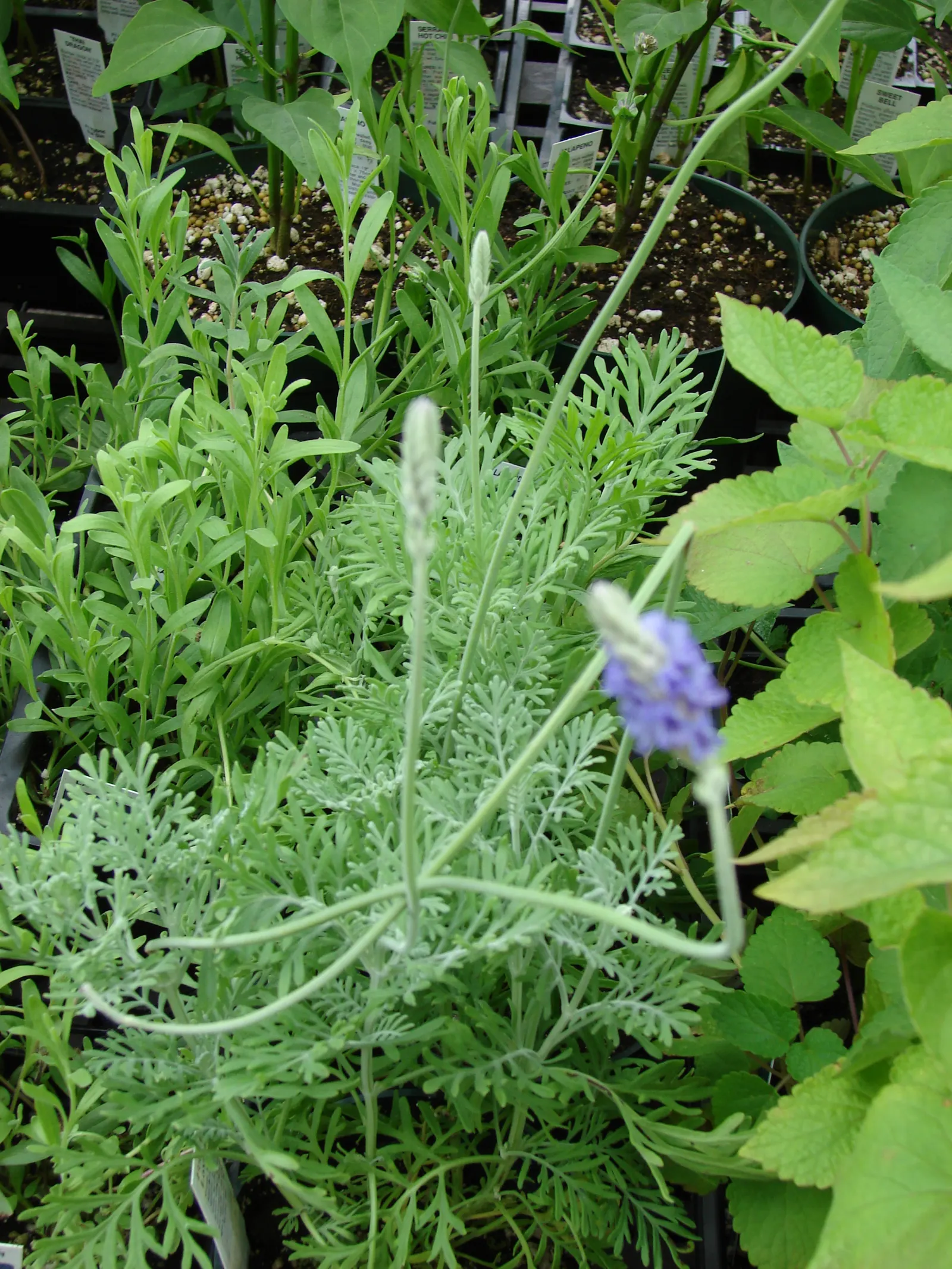Fernleaf Lavender (Lavandula Multifida) — Its unique texture and year-round interest make it an excellent choice for xeriscaping and sensory gardens; serving