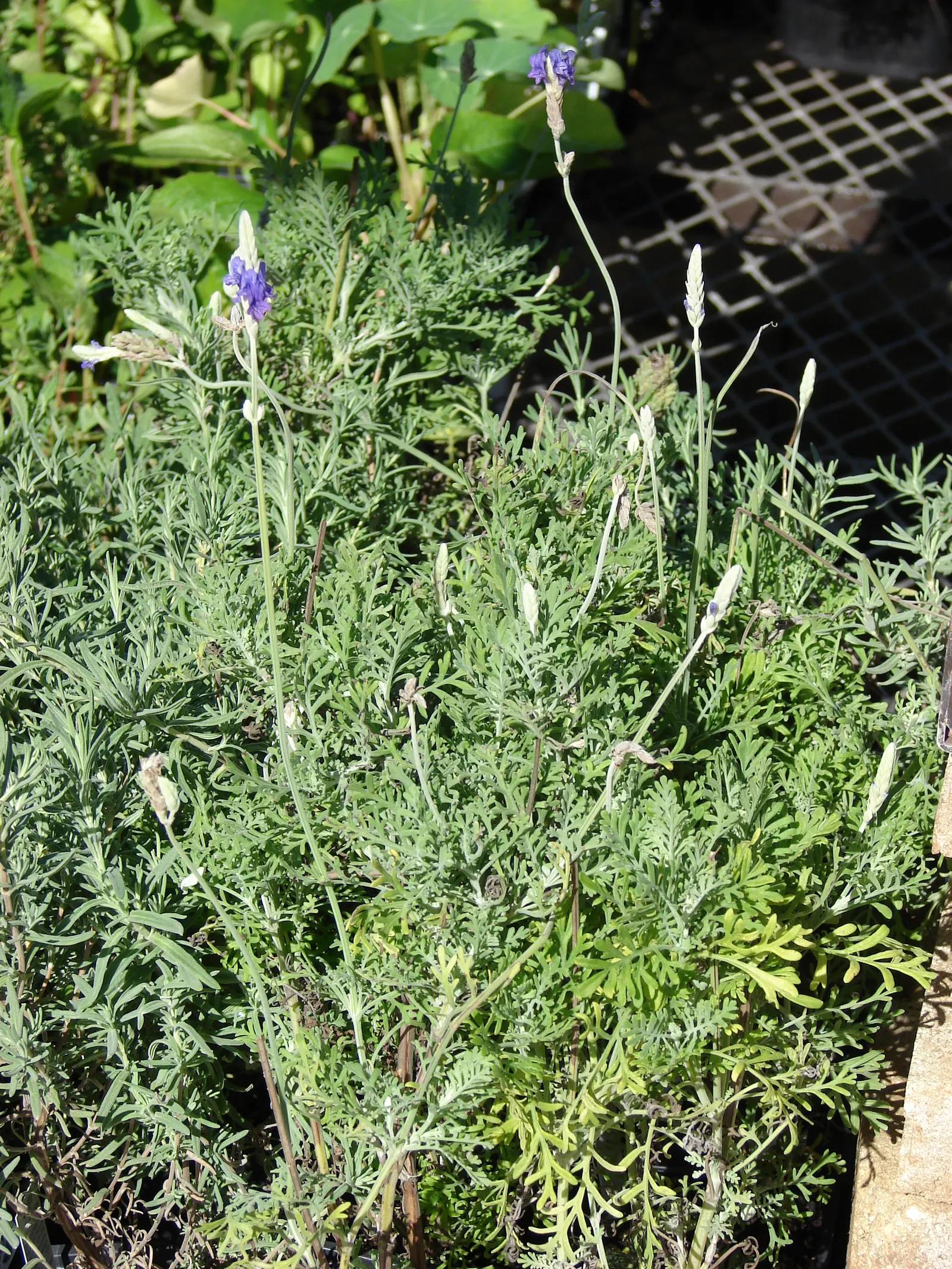 Fernleaf Lavender (Lavandula Multifida) — This Mediterranean native is a perennial in USDA Hardiness Zones 8-11; blue and violet flowers in the garden