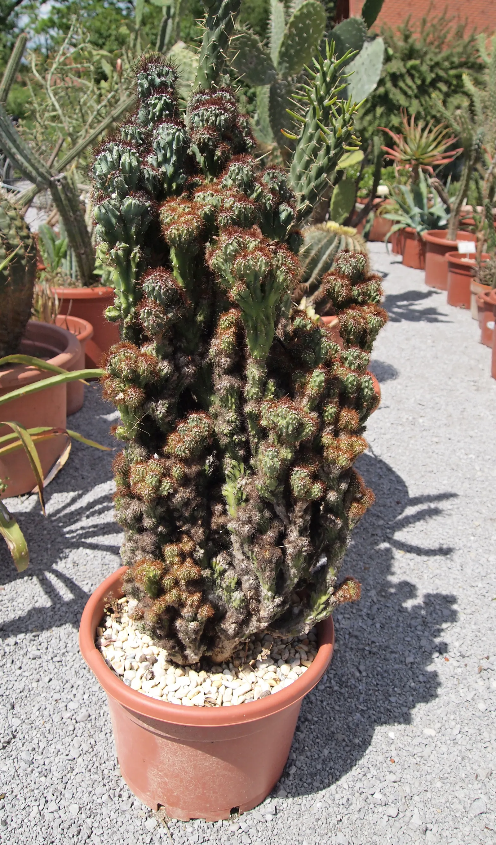 Peruvian-Apple Cactus, Pitaya (Cereus Peruvianus) — Well-draining soil is vital to prevent root rot, a common issue in cacti when exposed to excessive moisture