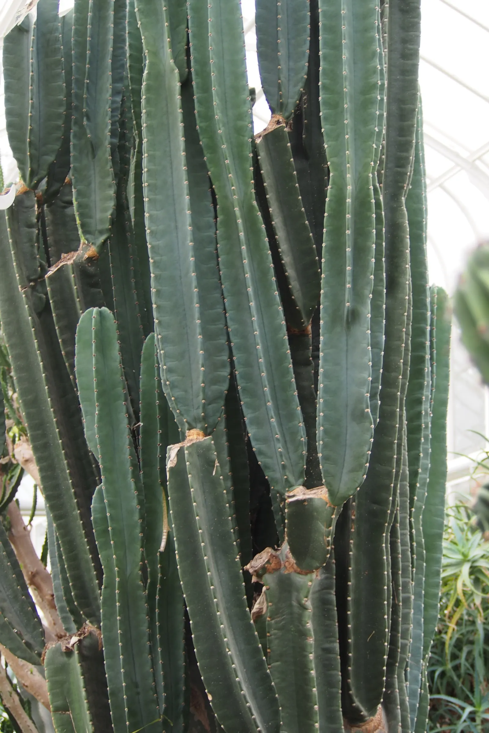 Peruvian-Apple Cactus, Pitaya (Cereus Peruvianus) — commonly called Peruvian-Apple Cactus; thornless fruit resembling an apple