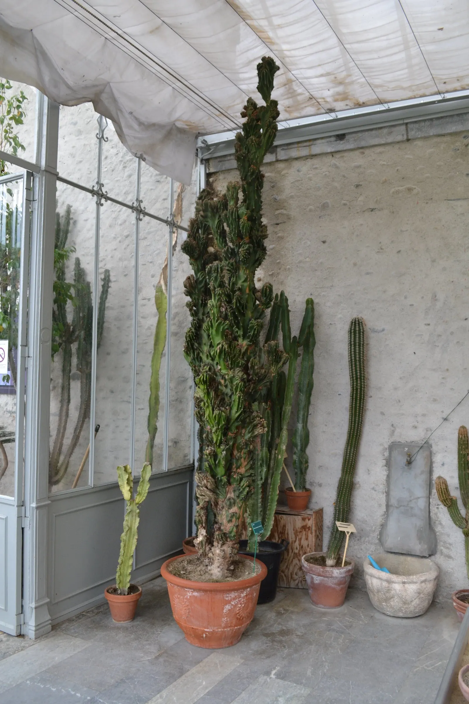 Peruvian-Apple Cactus, Pitaya (Cereus Peruvianus) — This drought-tolerant plant prefers full sunlight and well-draining soil; cold-sensitive, it, image 55