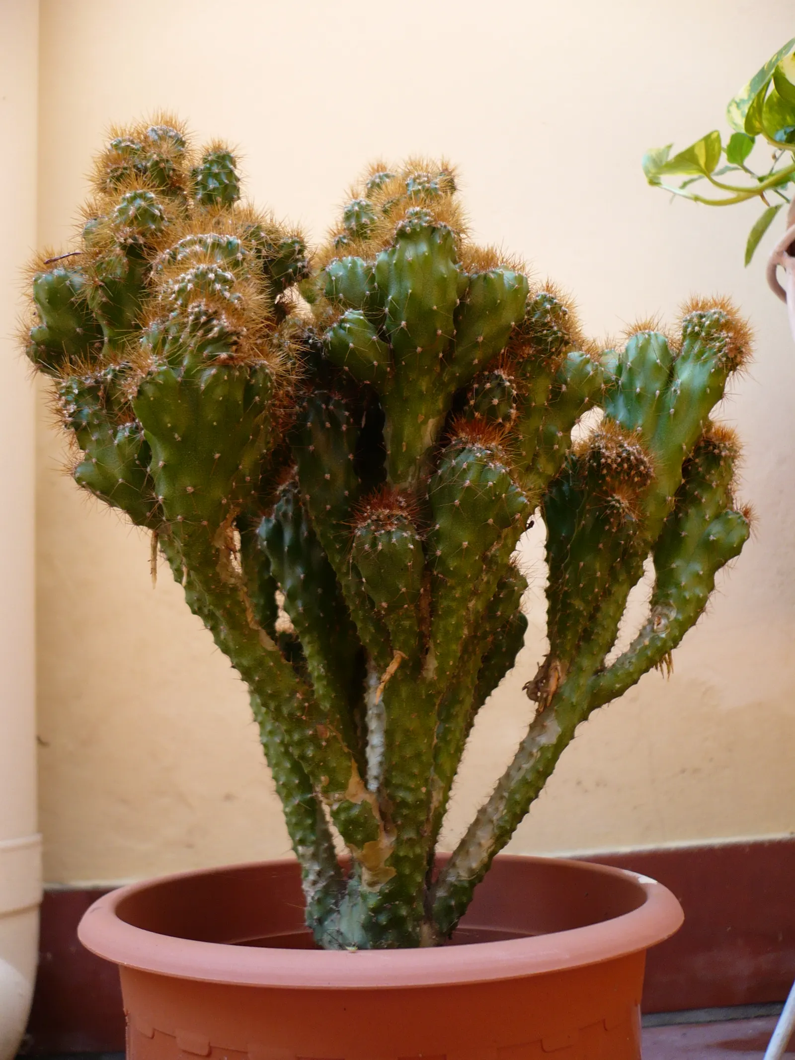 Peruvian-Apple Cactus, Pitaya (Cereus Peruvianus) — This drought-tolerant plant prefers full sunlight and well-draining soil