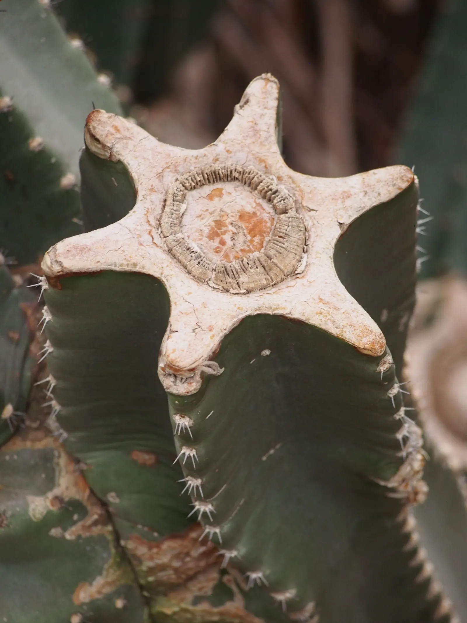 Peruvian-Apple Cactus, Pitaya (Cereus Peruvianus) — Its rapid vertical growth and potential to branch out