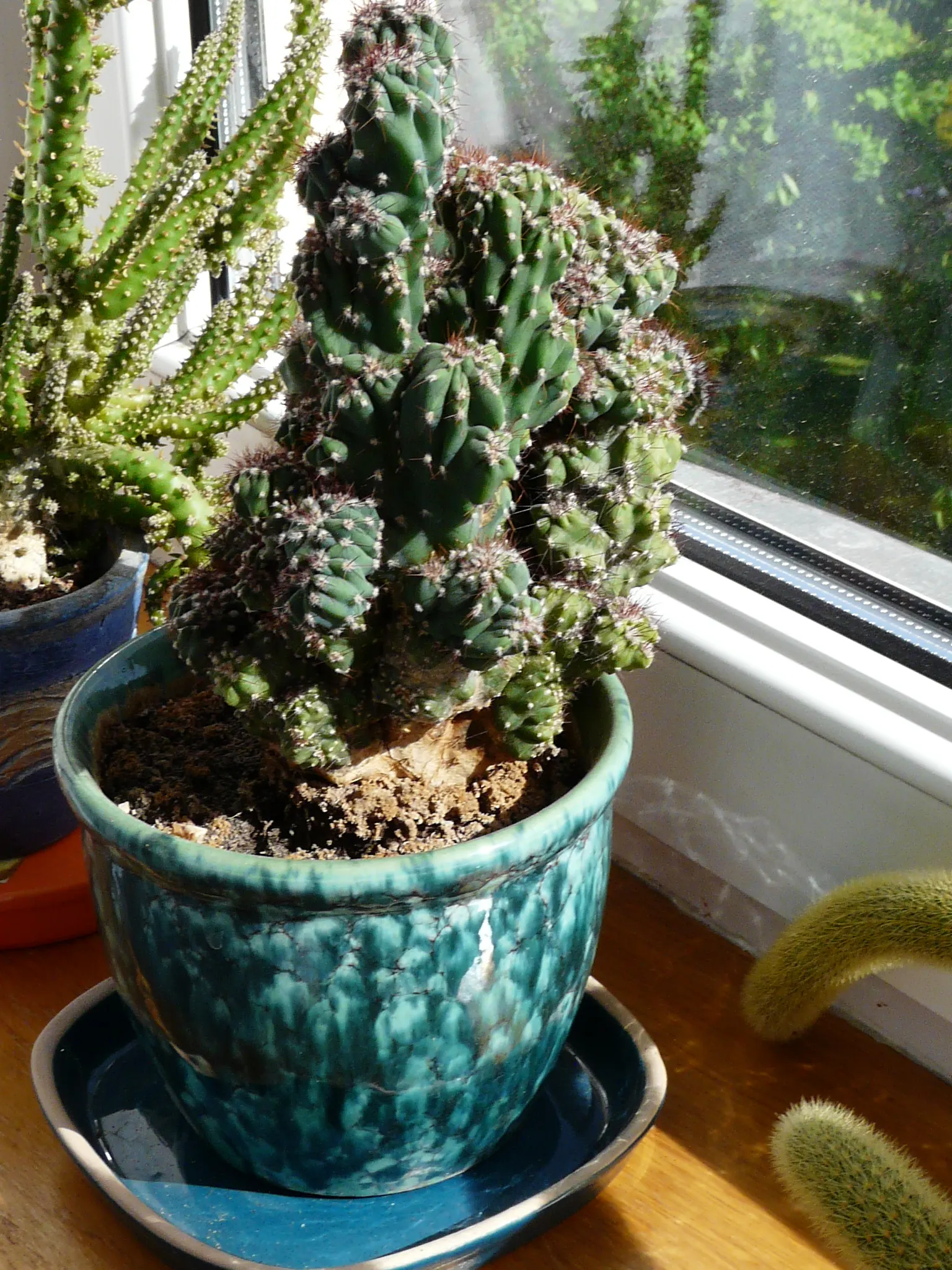 Peruvian-Apple Cactus, Pitaya (Cereus Peruvianus) — with a spread of 4 to 6 feet.<br><br>Hardy in USDA zones 9 to 11; making it an excellent accent for