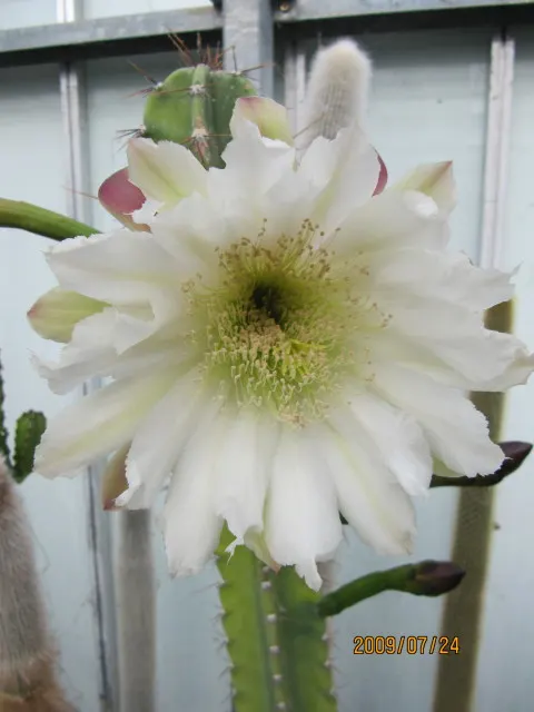 Peruvian-Apple Cactus, Pitaya (Cereus Peruvianus) — this cactus can reach impressive heights of up to 10 to 15 feet if given ample time to grow; cactus with