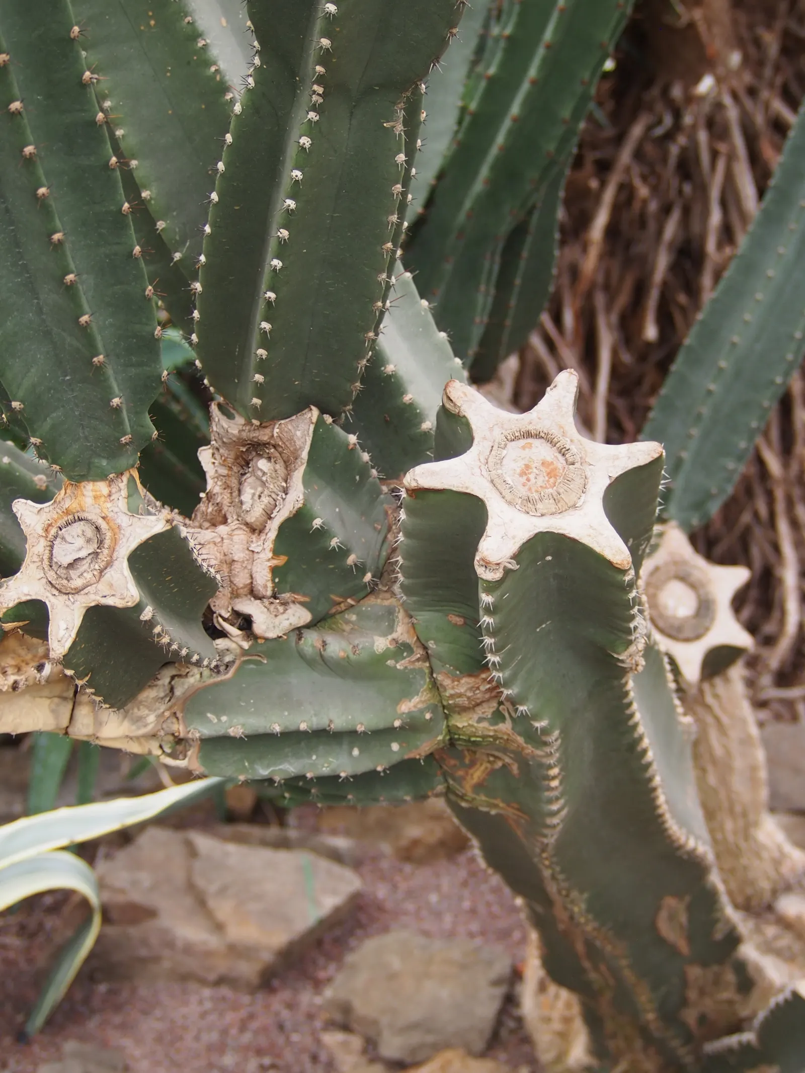 Peruvian-Apple Cactus, Pitaya (Cereus Peruvianus) — is a striking columnar cactus that adds a bold vertical element to any landscape design