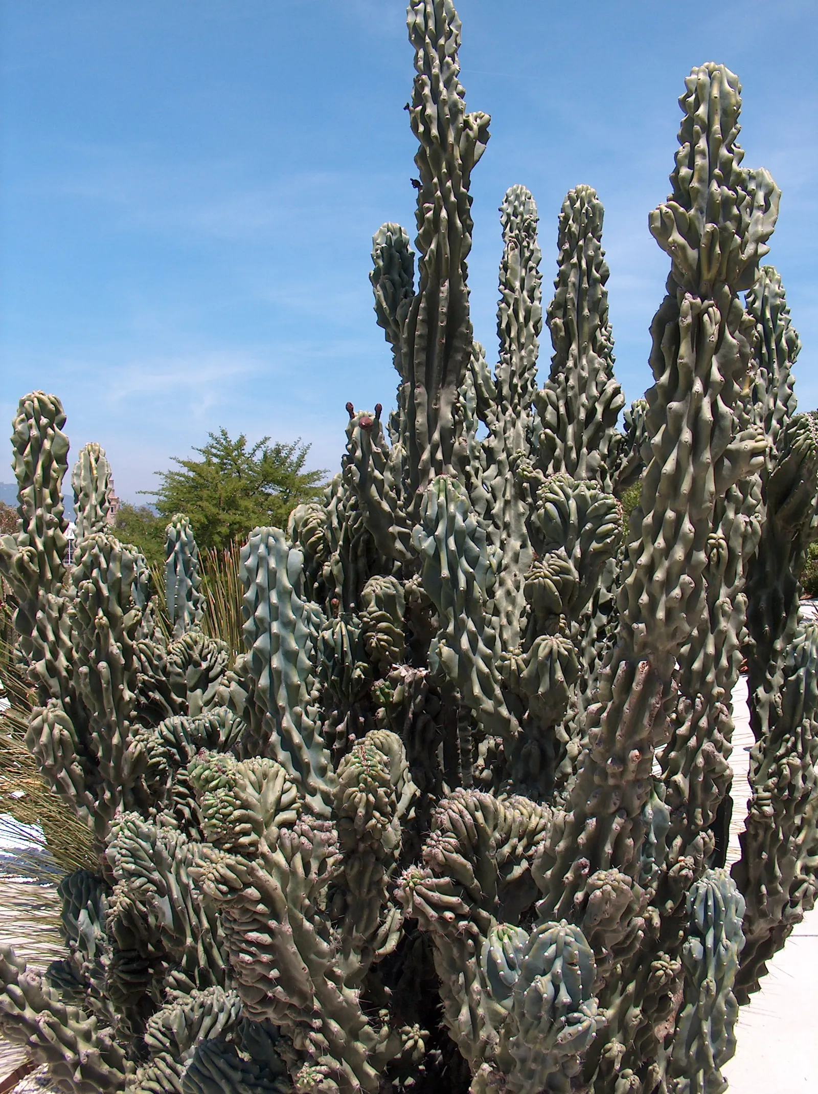 Peruvian-Apple Cactus, Pitaya (Cereus Peruvianus) — columnar cactus that can reach heights up to 33 feet