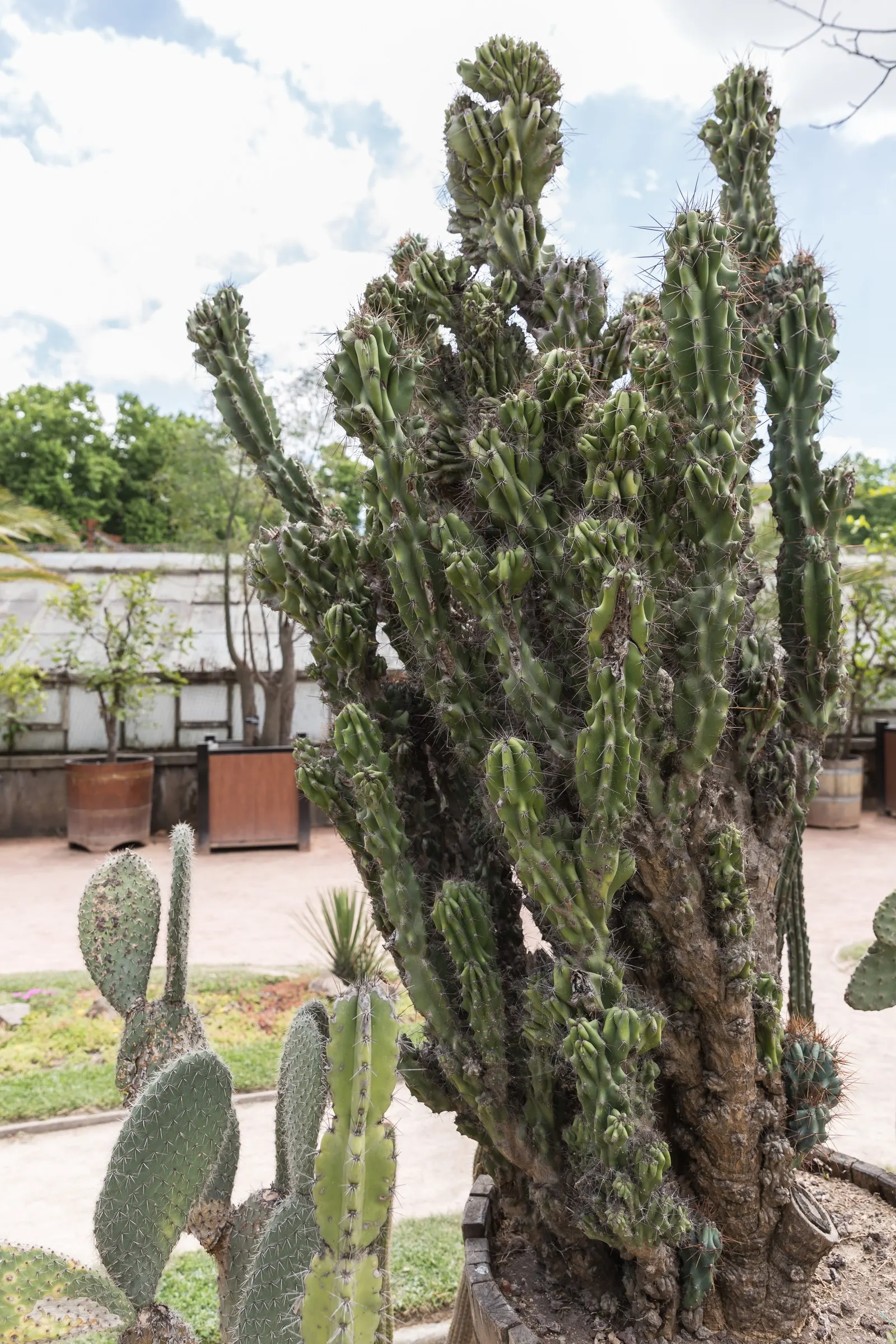 Peruvian-Apple Cactus, Pitaya (Cereus Peruvianus) — Cold-sensitive, it thrives in USDA zones 9b-11