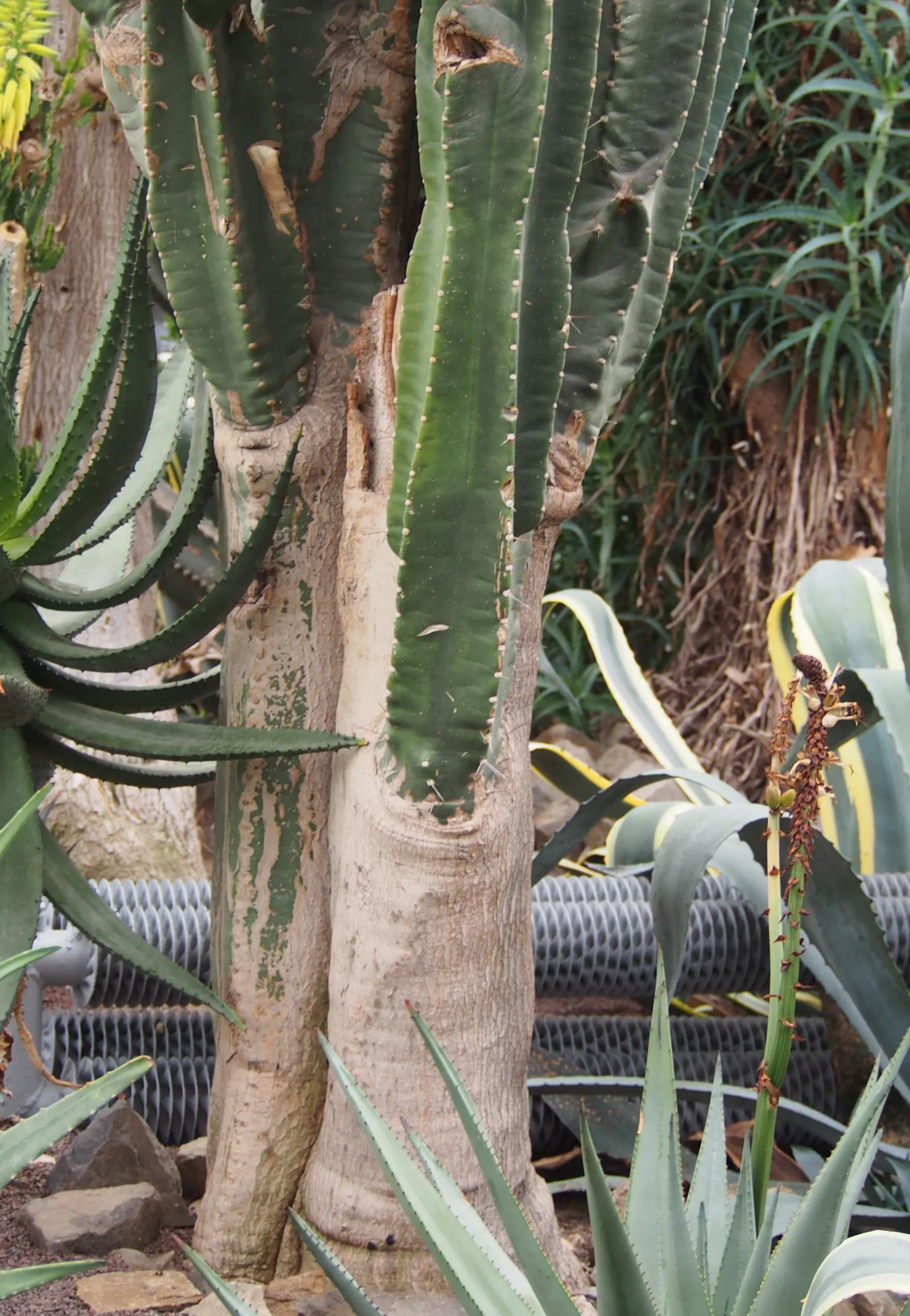 Peruvian-Apple Cactus, Pitaya (Cereus Peruvianus) — white and yellow flowers in the garden