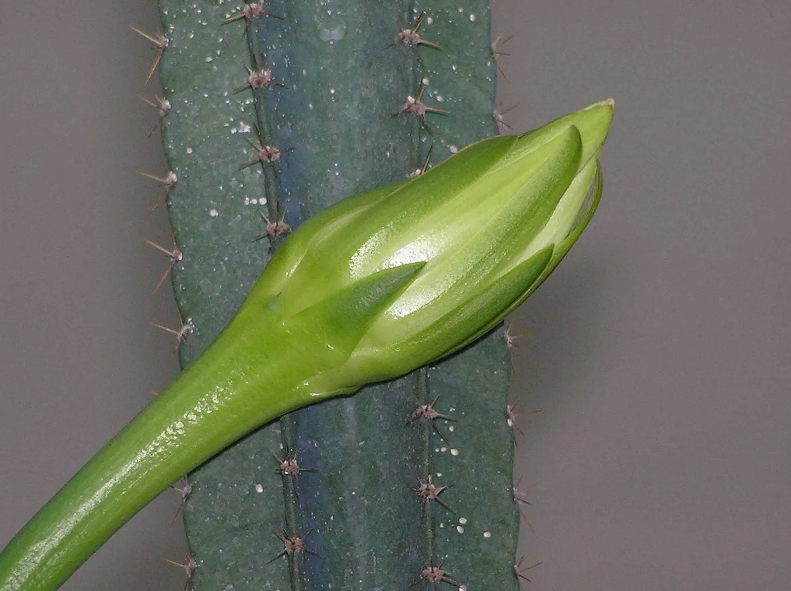 Peruvian-Apple Cactus, Pitaya (Cereus Peruvianus) — Well-draining soil is vital to prevent root rot, a common issue in cacti when exposed to excessive