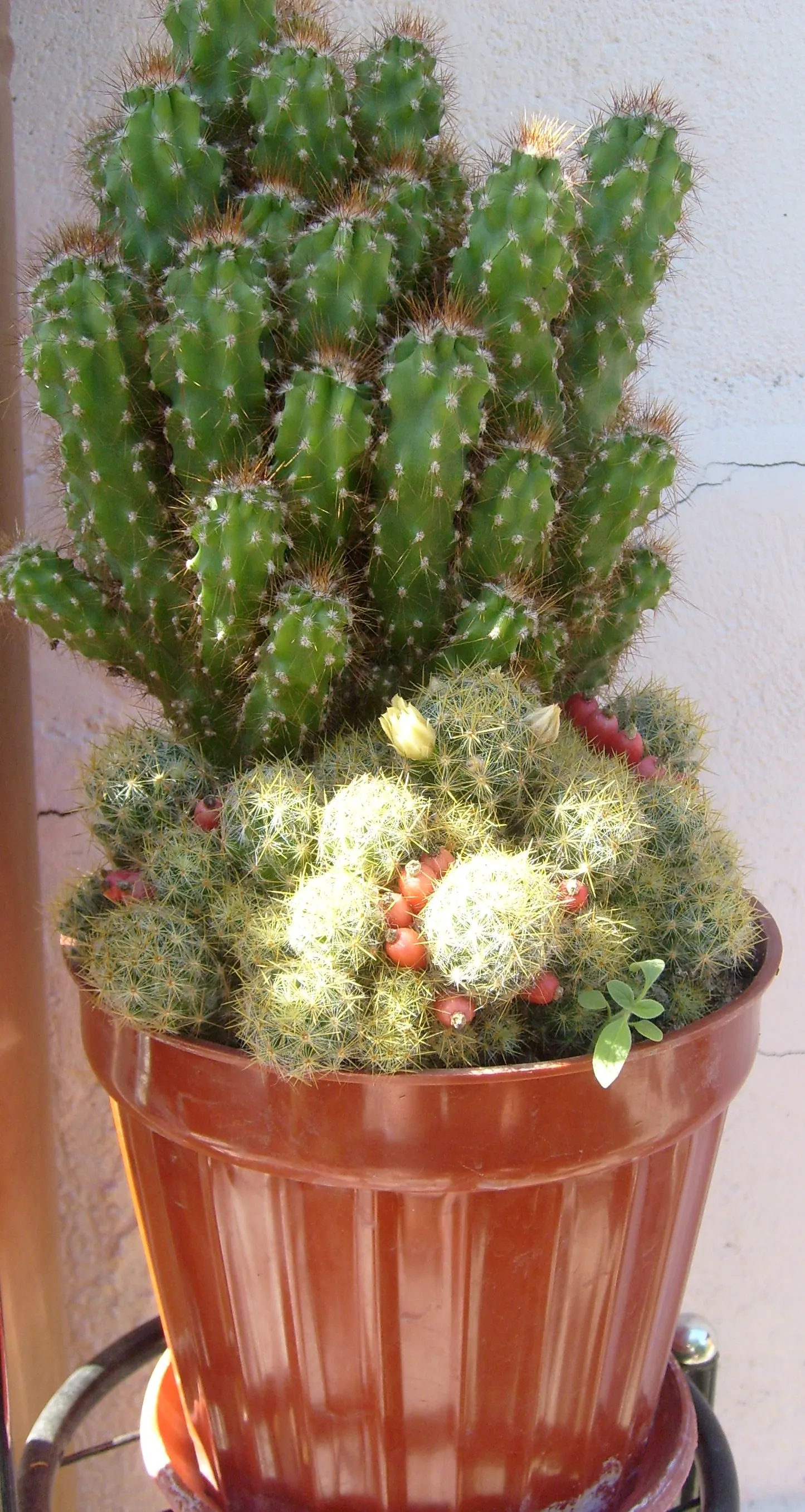 Peruvian-Apple Cactus, Pitaya (Cereus Peruvianus) — Minimal water requirements make it an ideal plant for xeriscaping or landscapes with drought-tolerant