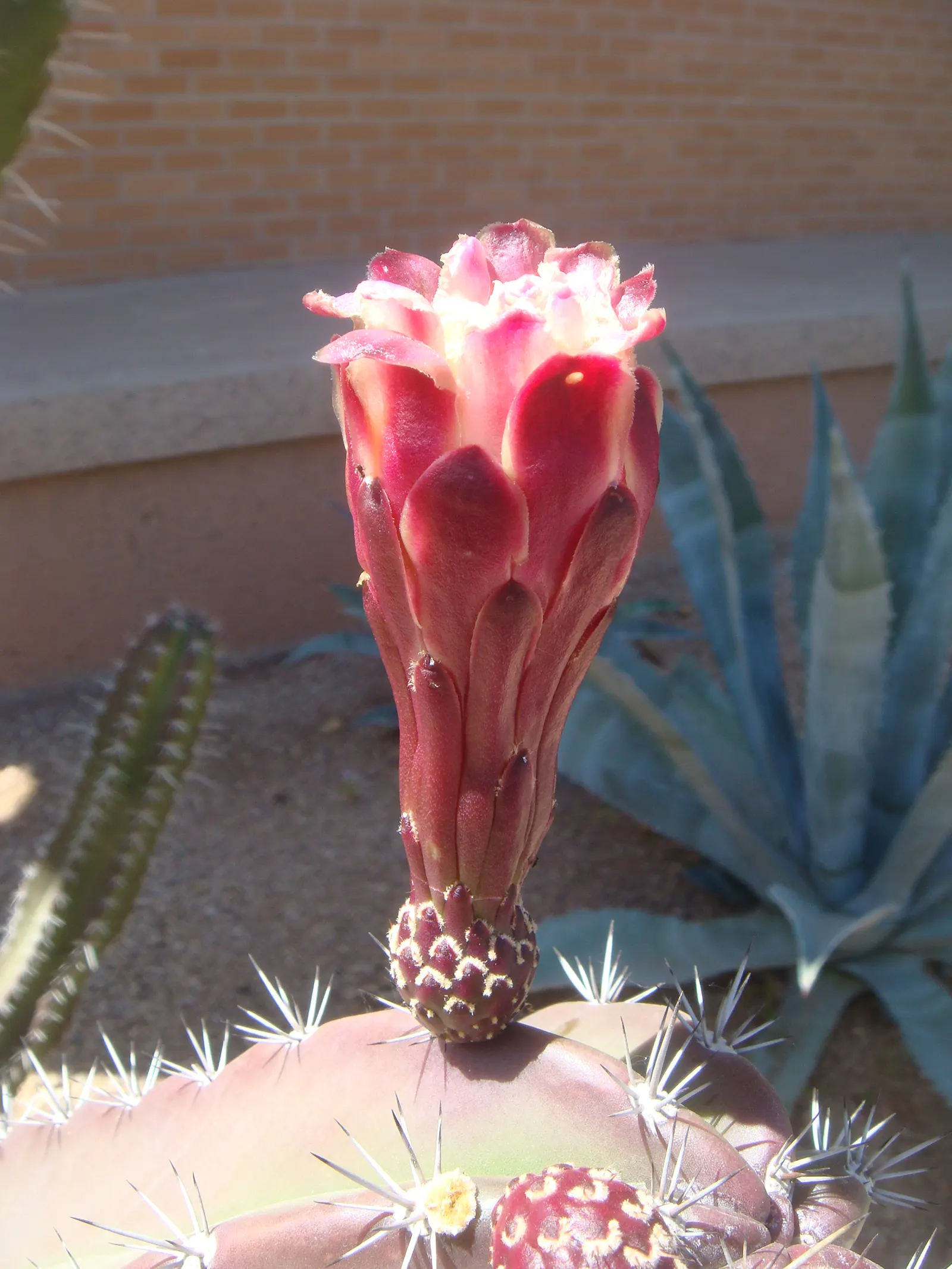 Peruvian-Apple Cactus, Pitaya (Cereus Peruvianus) — cactus for full or half