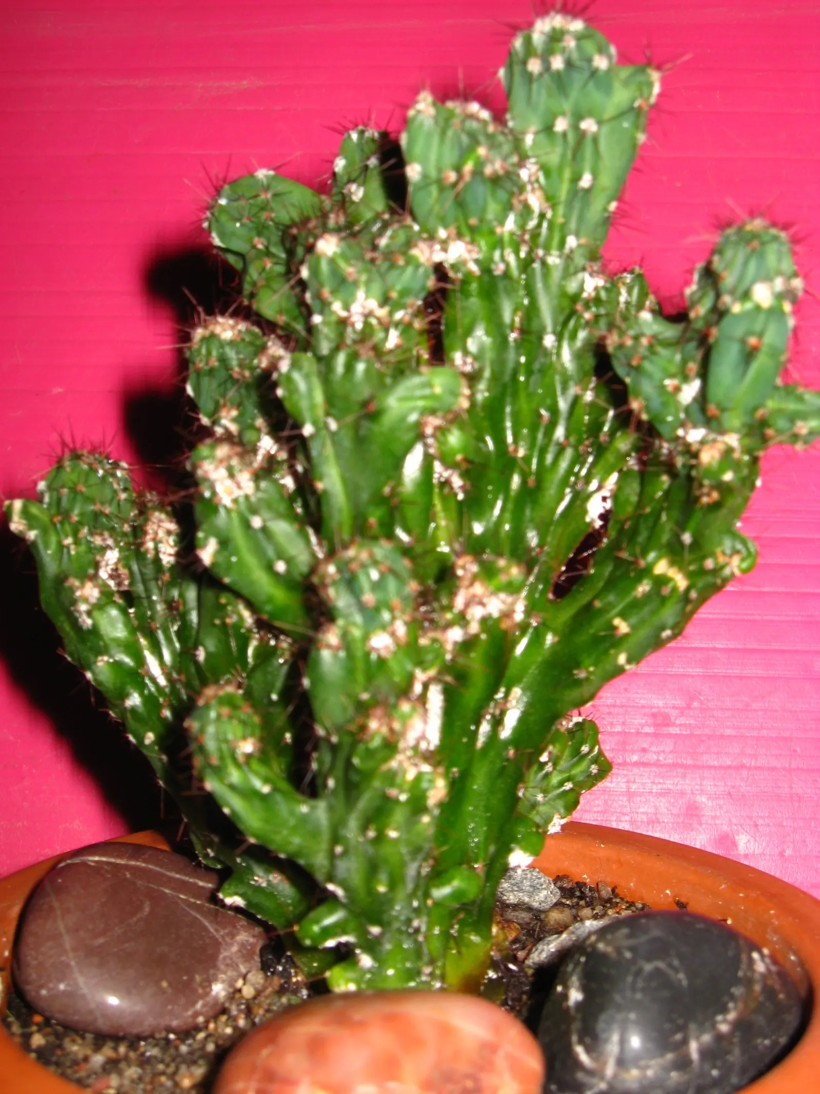 Peruvian-Apple Cactus, Pitaya (Cereus Peruvianus) — cactus with white and yellow blooms; minimal water requirements make it an ideal plant for xeriscaping or