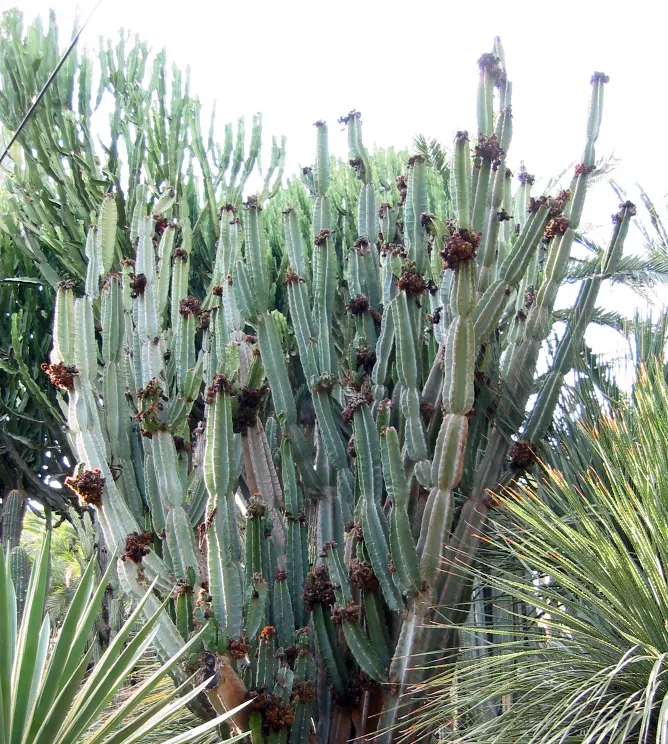 Peruvian-Apple Cactus, Pitaya (Cereus Peruvianus) — cactus for full or half; particularly in areas frequented by children and pets