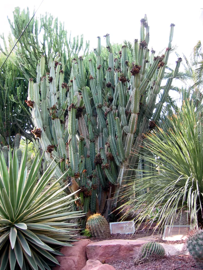 Peruvian-Apple Cactus, Pitaya (Cereus Peruvianus) — This drought-tolerant plant prefers full sunlight and well-draining soil; cold-sensitive, it thrives in
