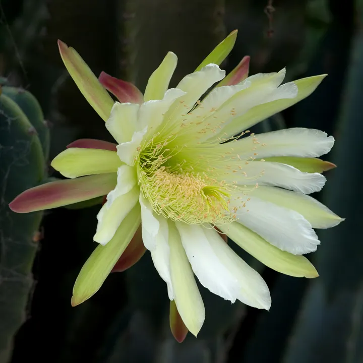 Peruvian-Apple Cactus, Pitaya (Cereus Peruvianus) — also known as Cereus peruvianus or Pitaya; is a striking columnar cactus that adds a bold, image 59