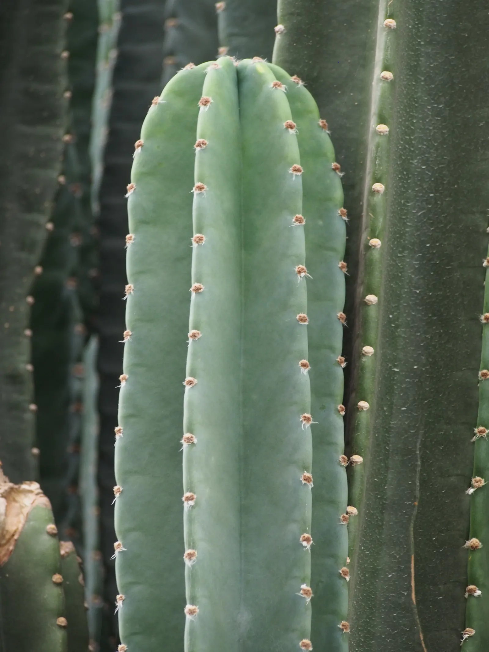 Peruvian-Apple Cactus, Pitaya (Cereus Peruvianus) — Its rapid vertical growth and potential to branch out; this drought-tolerant plant prefers full sunlight