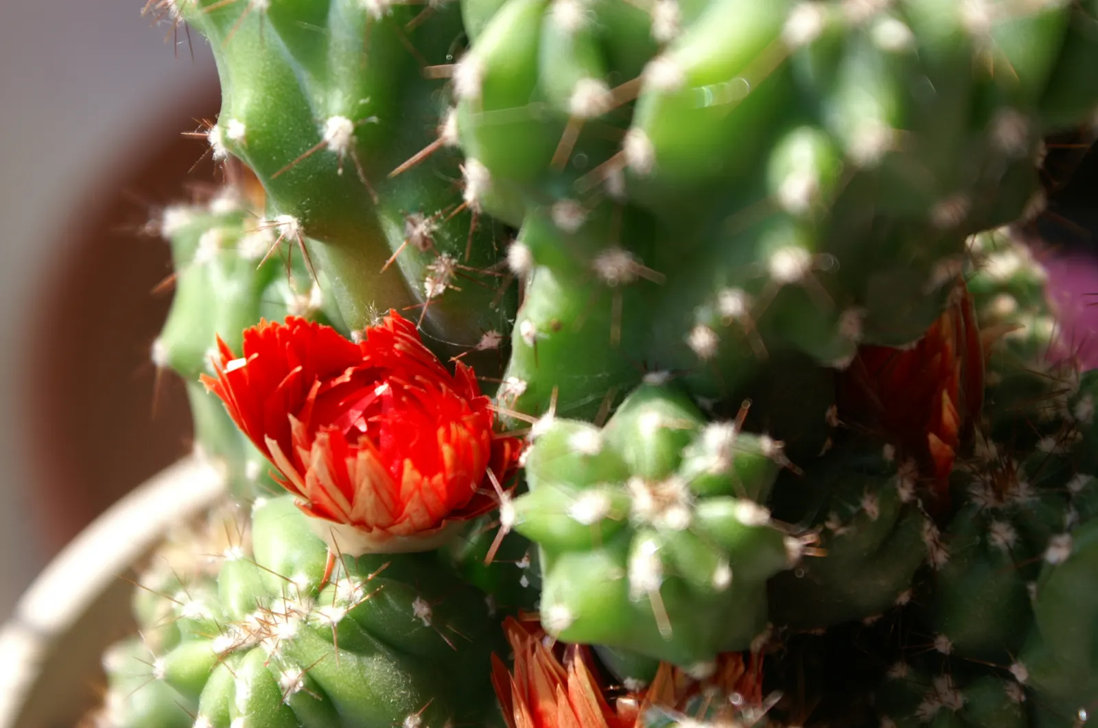 Peruvian-Apple Cactus, Pitaya (Cereus Peruvianus) — The Peruvian Apple Cactus