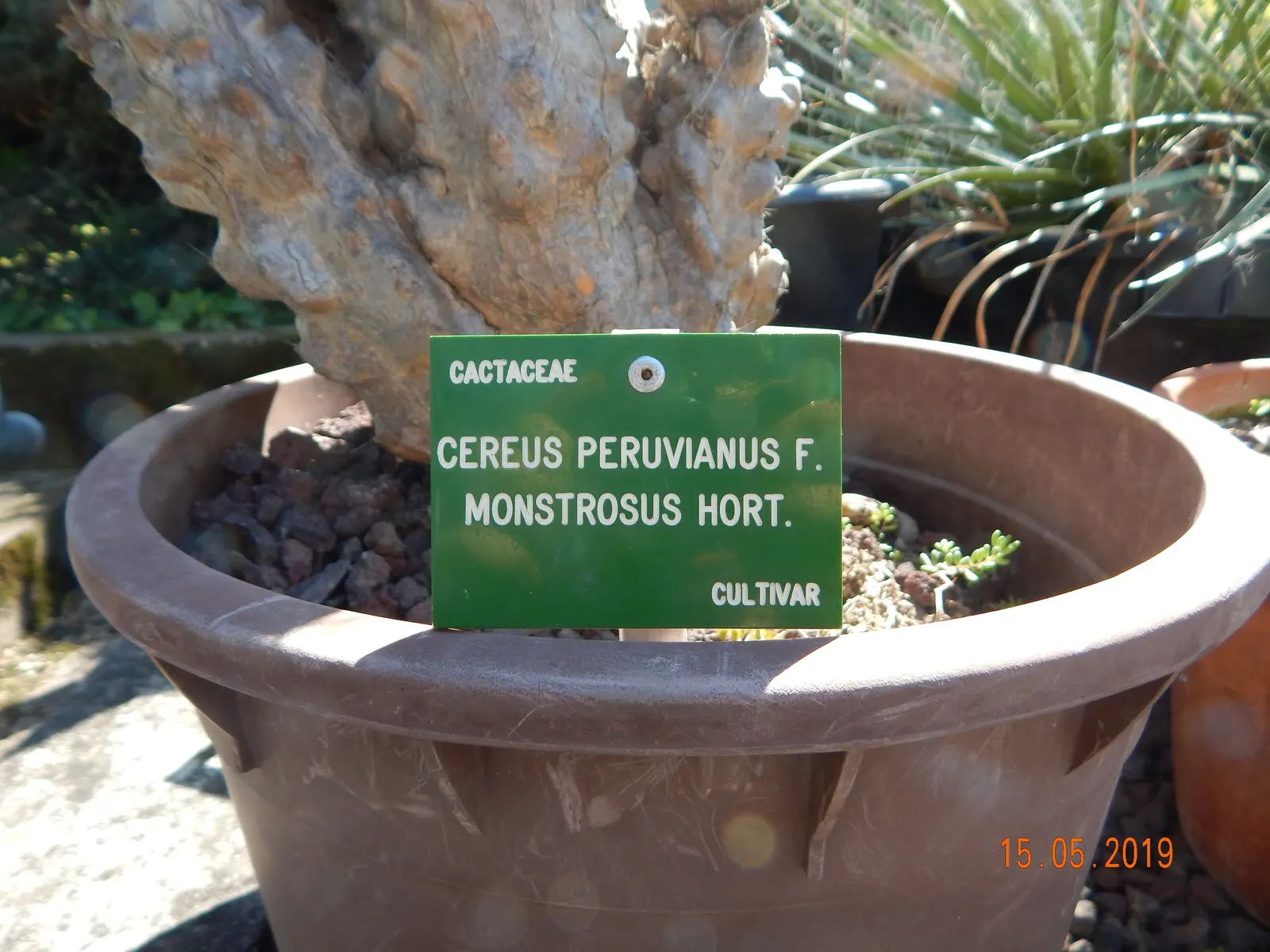 Peruvian-Apple Cactus, Pitaya (Cereus Peruvianus) — Its stout stems with deep ribs are capped with nocturnal; ensure enough space is provided for its mature