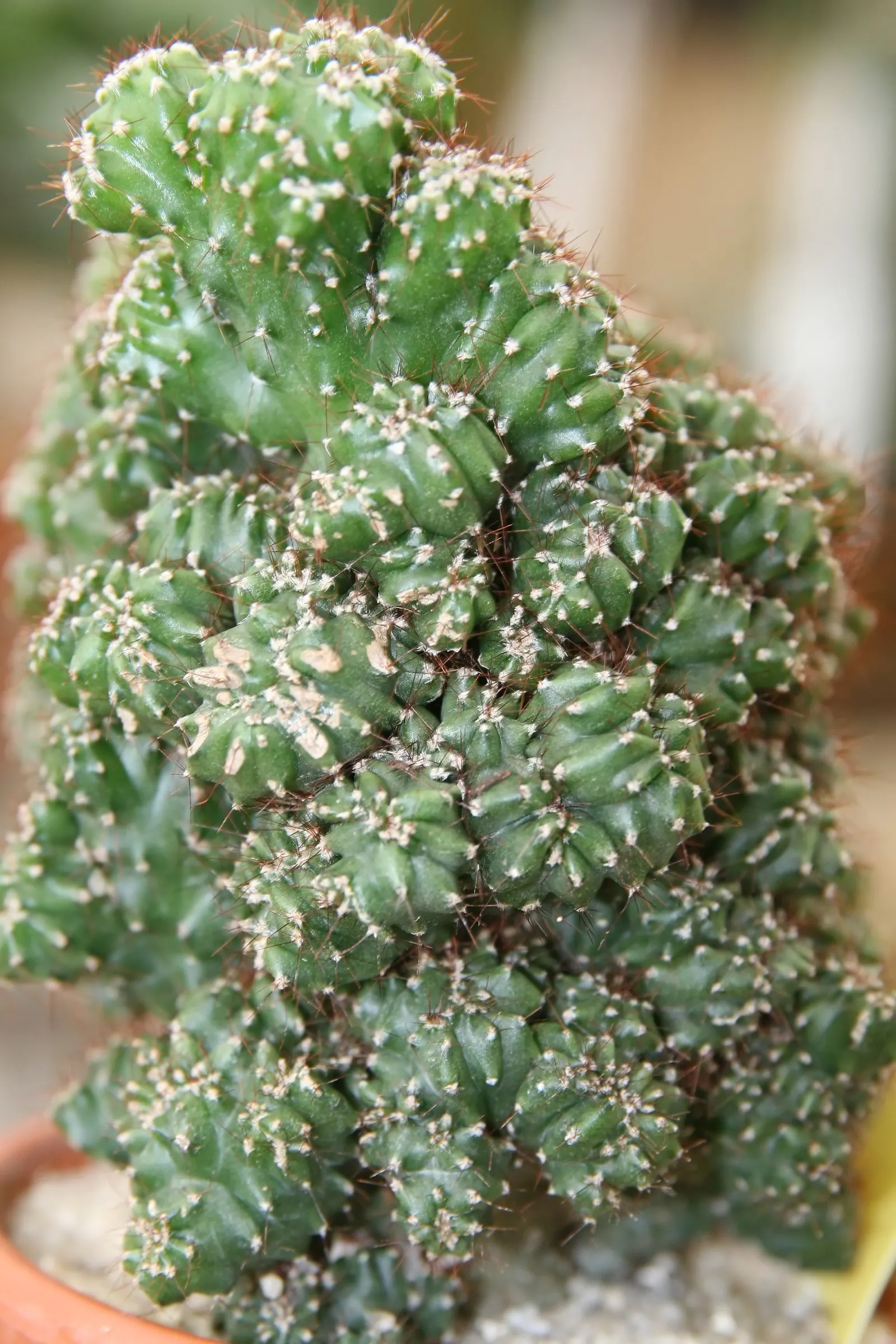 Peruvian-Apple Cactus, Pitaya (Cereus Peruvianus) — white and yellow flowers in the garden; the Peruvian Apple Cactus