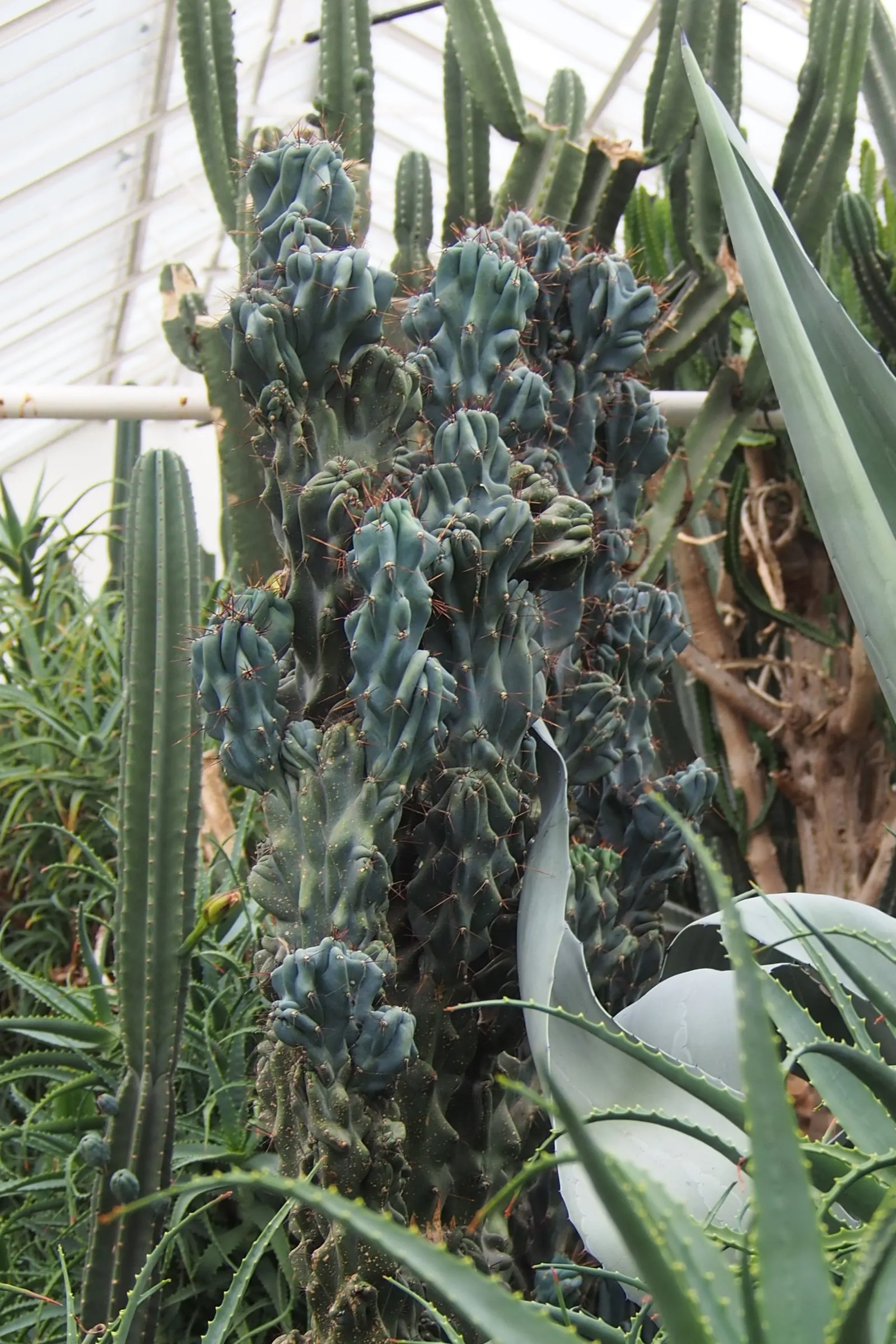 Peruvian-Apple Cactus, Pitaya (Cereus Peruvianus) — It should be watered sparingly