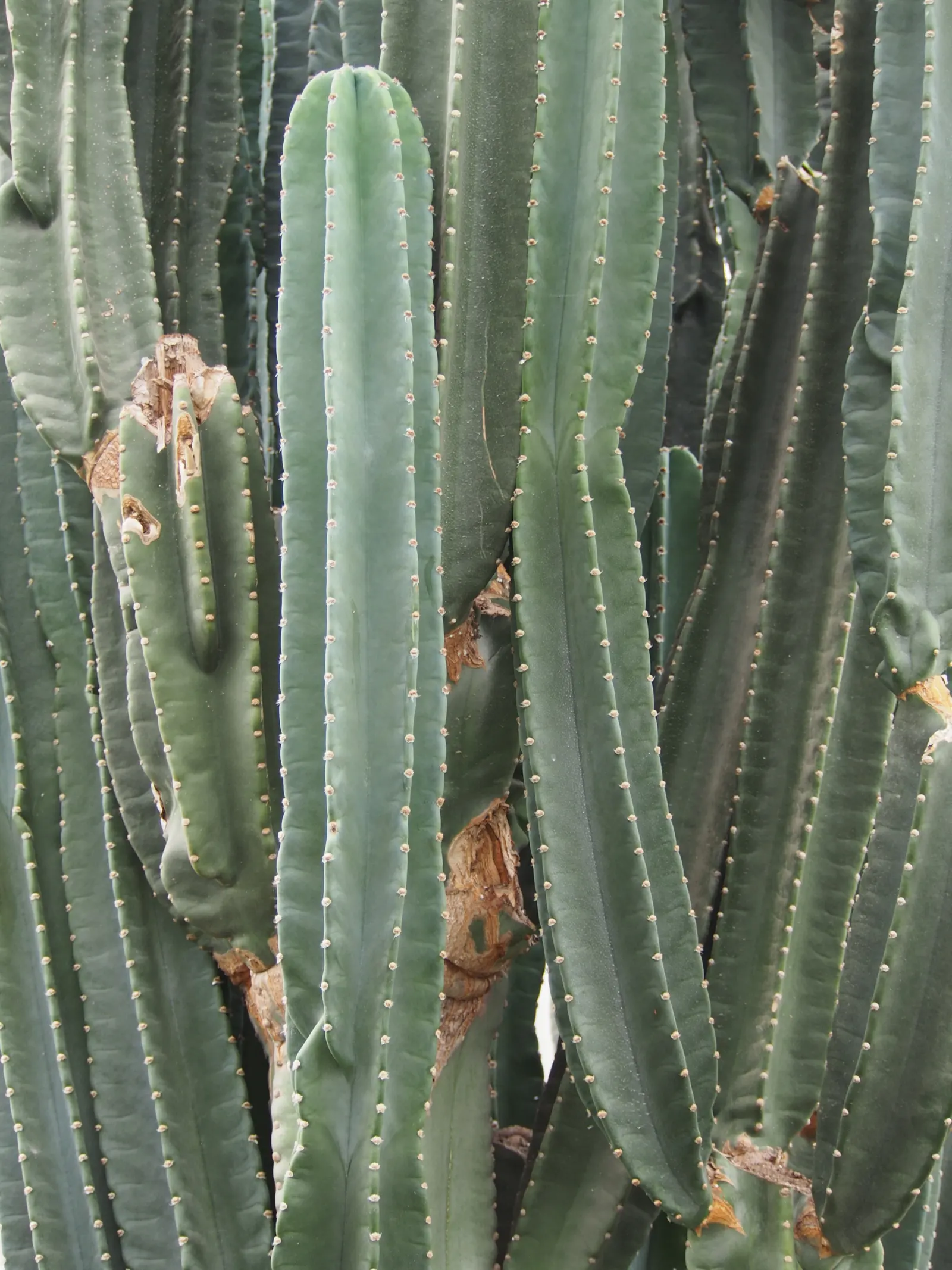 Peruvian-Apple Cactus, Pitaya (Cereus Peruvianus) — Cold-sensitive, it thrives in USDA zones 9b-11; spiny surface which requires consideration for placement