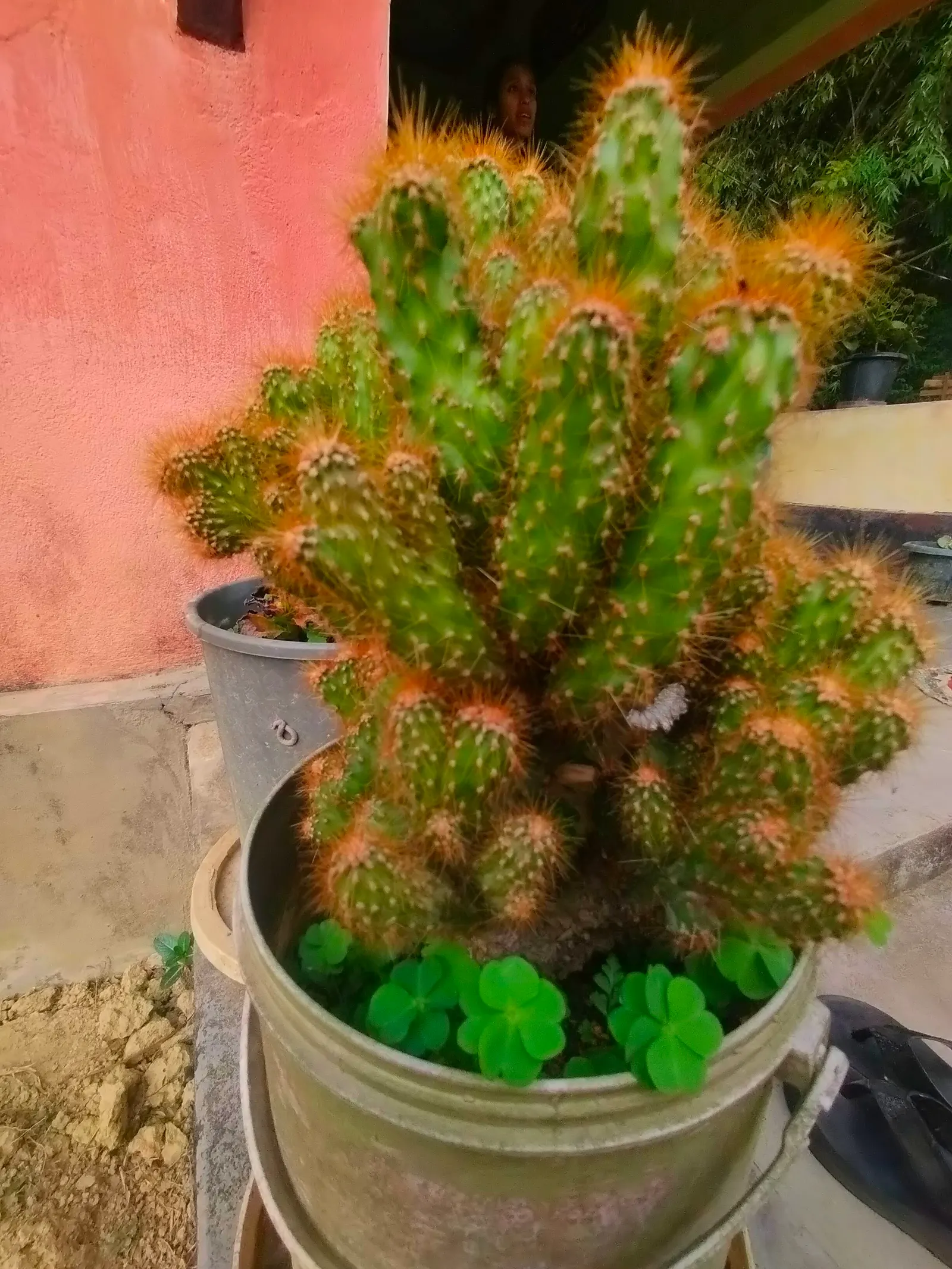 Peruvian-Apple Cactus, Pitaya (Cereus Peruvianus) — Its stout stems with deep ribs are capped with nocturnal; ensure enough space is provided for, image 53