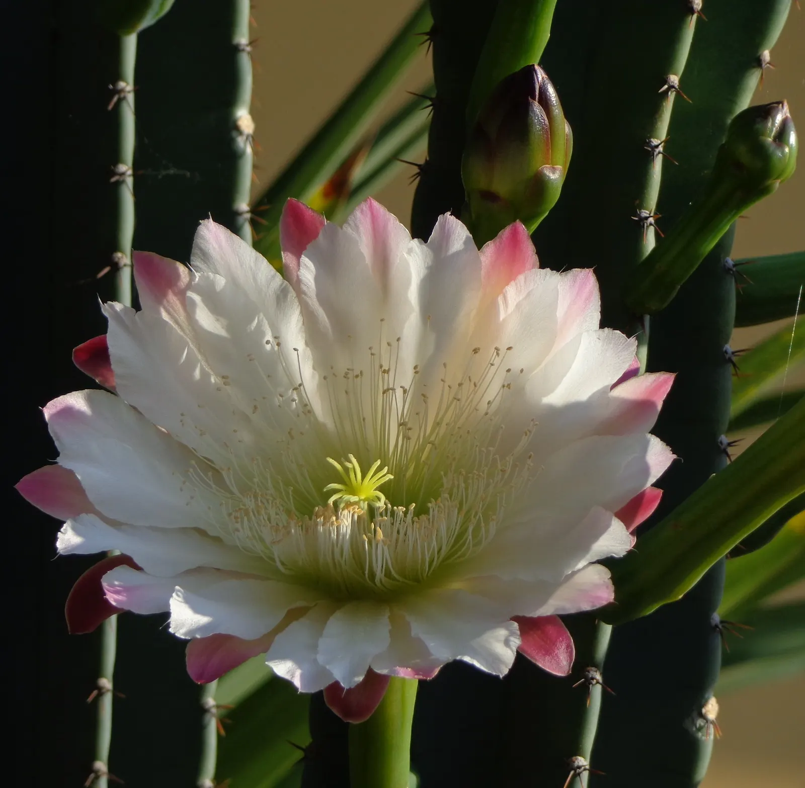 Peruvian-Apple Cactus, Pitaya (Cereus Peruvianus) — spiny surface which requires consideration for placement; its rapid vertical growth and potential to branch