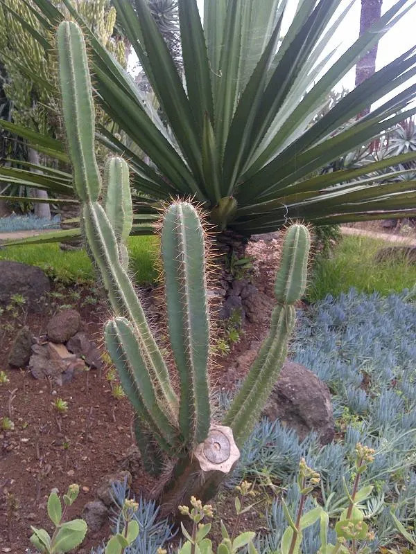 Peruvian-Apple Cactus, Pitaya (Cereus Peruvianus) — The Peruvian Apple Cactus; its stout stems with deep ribs are capped with nocturnal, image 58