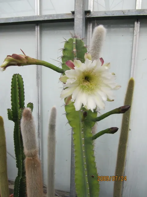 Peruvian-Apple Cactus, Pitaya (Cereus Peruvianus) — is a striking columnar cactus that adds a bold vertical element to any landscape design; which, image 60