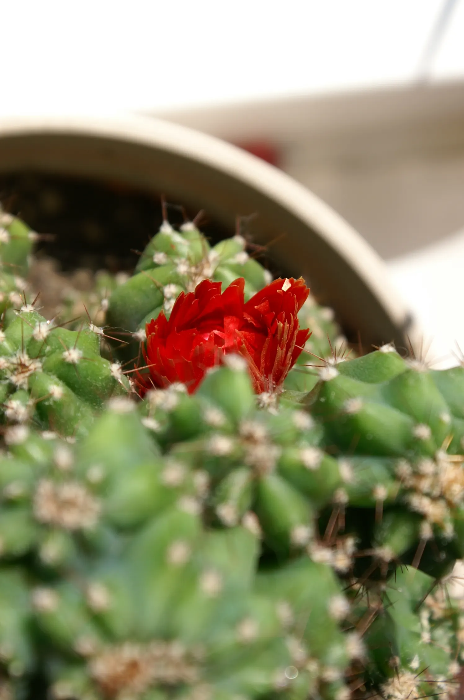 Peruvian-Apple Cactus, Pitaya (Cereus Peruvianus) — the Peruvian Apple Cactus prefers full sun exposure to promote strong and healthy growth, image 63