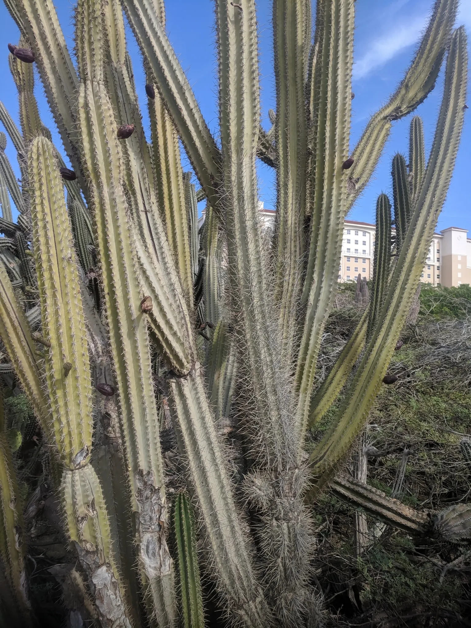 Peruvian-Apple Cactus, Pitaya (Cereus Peruvianus) — making it an excellent accent for xeriscapes; well-draining soil is vital to prevent root rot, image 56