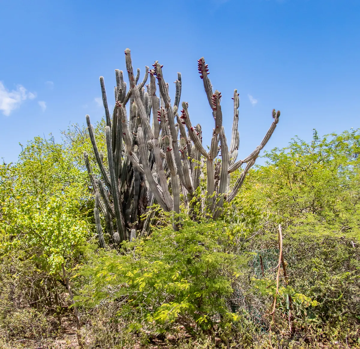 Peruvian-Apple Cactus, Pitaya (Cereus Peruvianus) — ensure enough space is provided for its mature size; white and yellow flowers in the garden