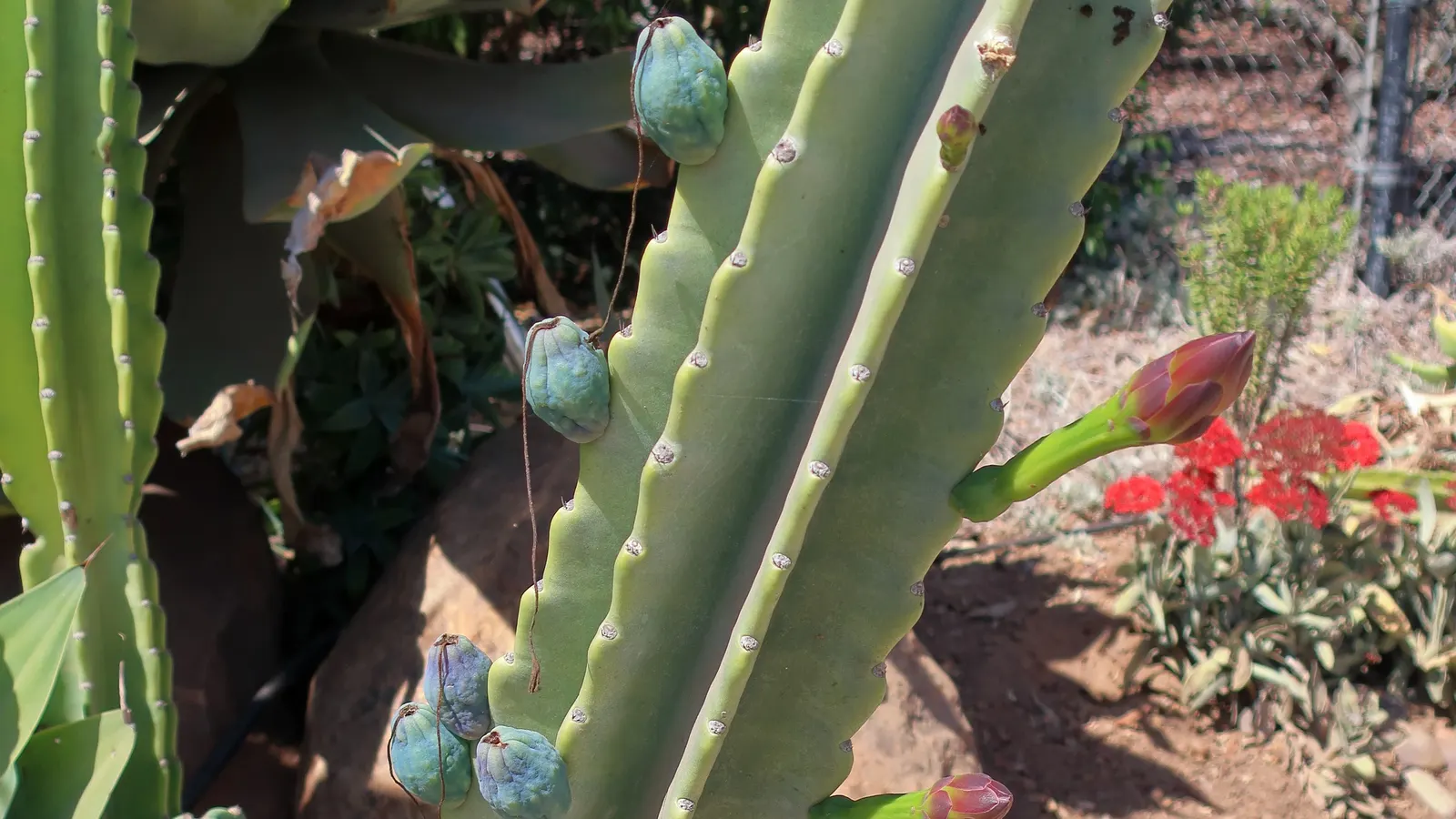 Peruvian-Apple Cactus, Pitaya (Cereus Peruvianus) — thornless fruit resembling an apple