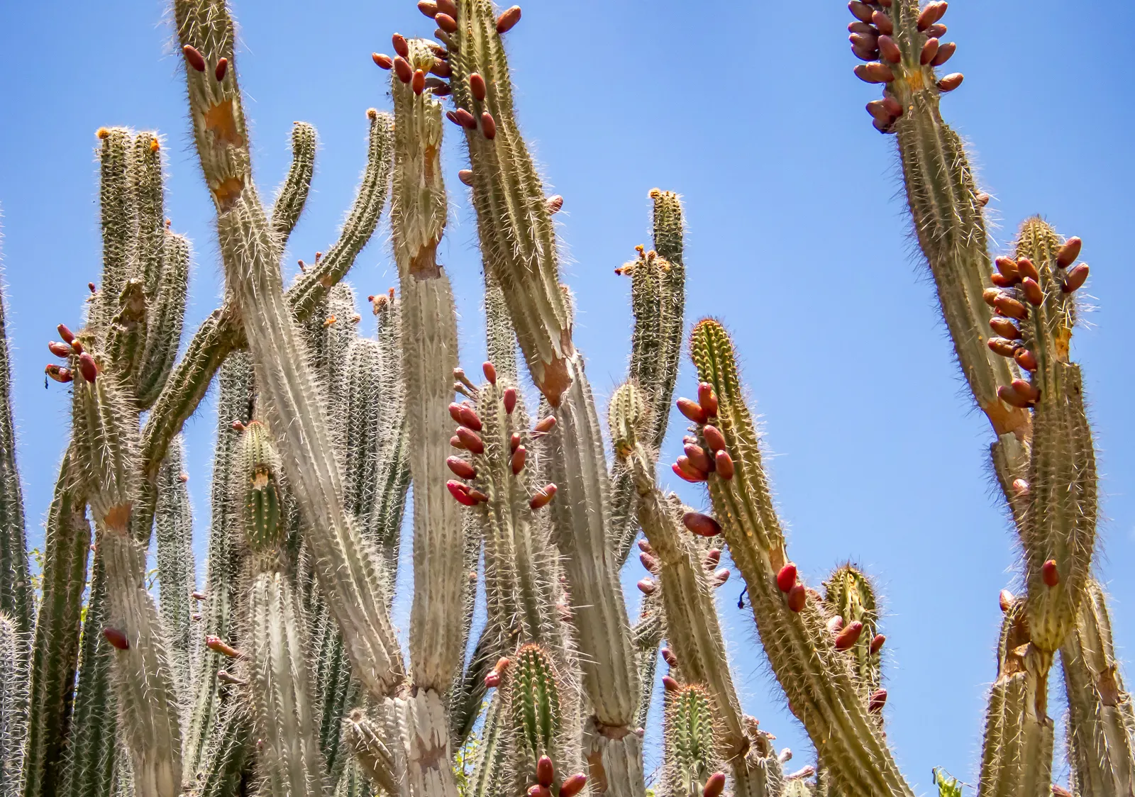 Peruvian-Apple Cactus, Pitaya (Cereus Peruvianus) — The Peruvian Apple Cactus; its stout stems with deep ribs are capped with nocturnal