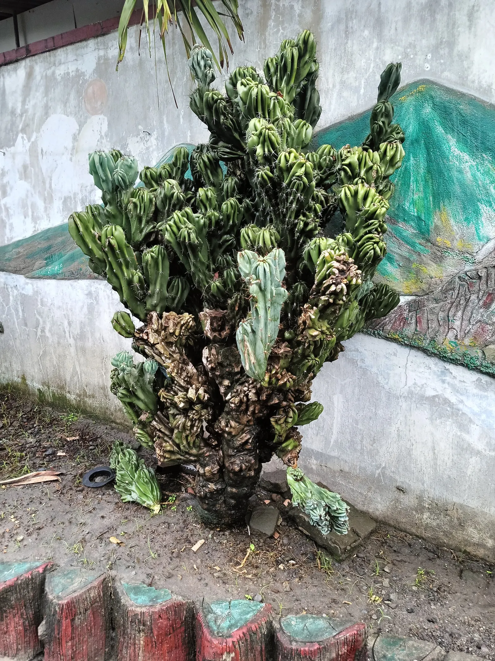 Peruvian-Apple Cactus, Pitaya (Cereus Peruvianus) — with a spread of 4 to 6 feet.<br><br>Hardy in USDA zones 9 to 11; making it an excellent accent, image 62