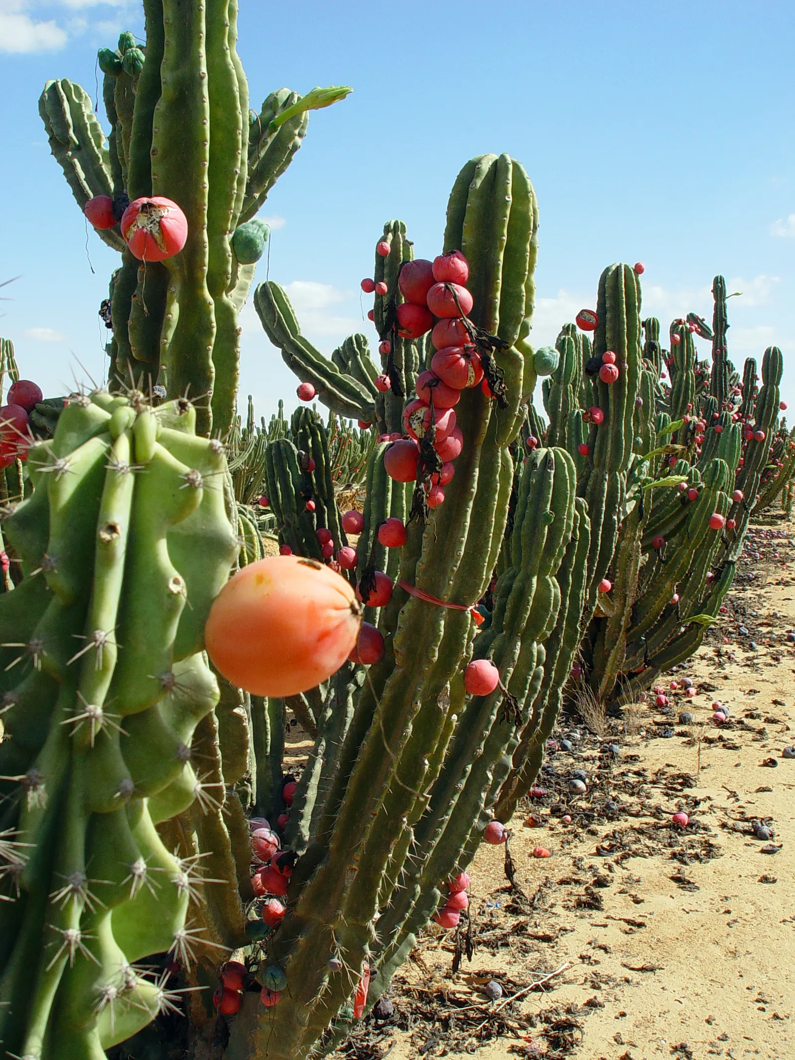 Peruvian-Apple Cactus, Pitaya (Cereus Peruvianus) — ensure enough space is provided for its mature size