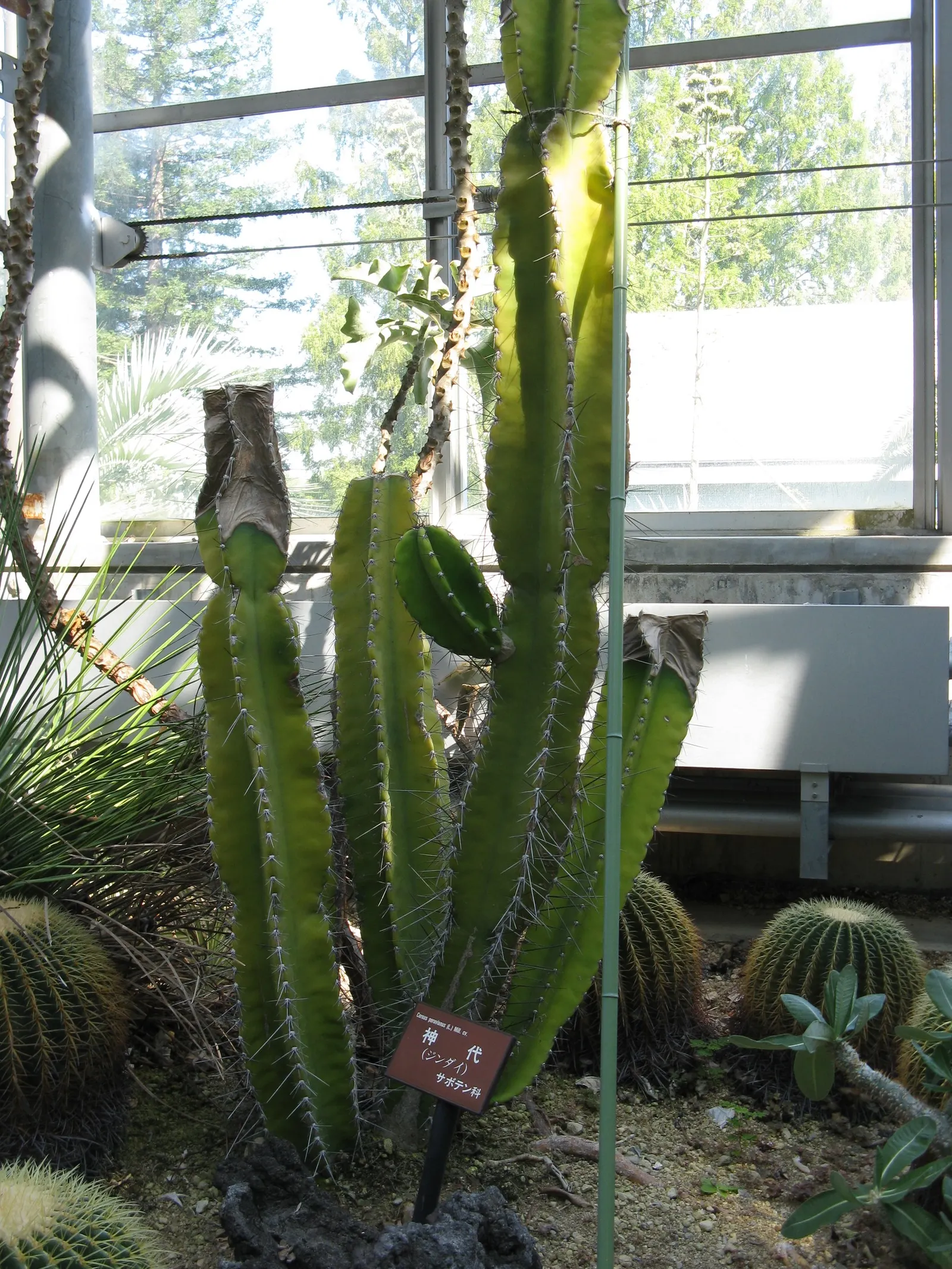 Peruvian-Apple Cactus, Pitaya (Cereus Peruvianus) — Minimal water requirements make it an ideal plant for xeriscaping or landscapes with drought-tolerant themes