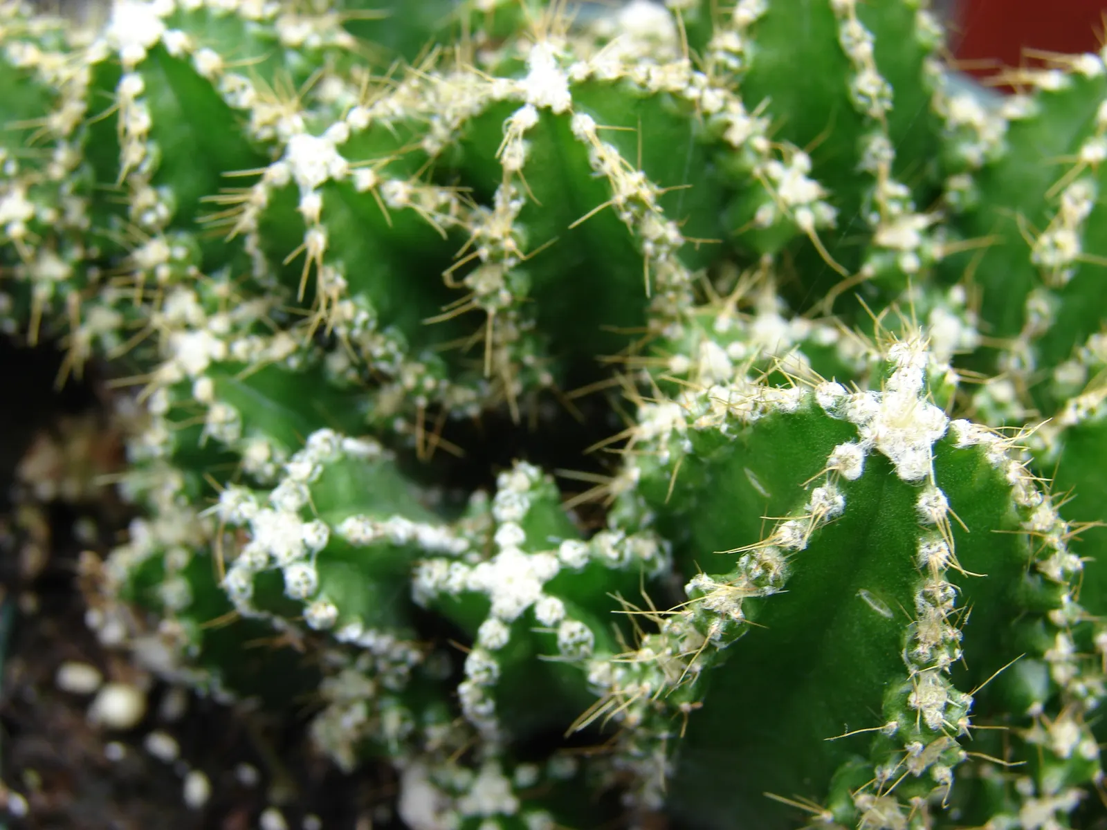 Peruvian-Apple Cactus, Pitaya (Cereus Peruvianus) — It should be watered sparingly; also known as Cereus peruvianus or Pitaya