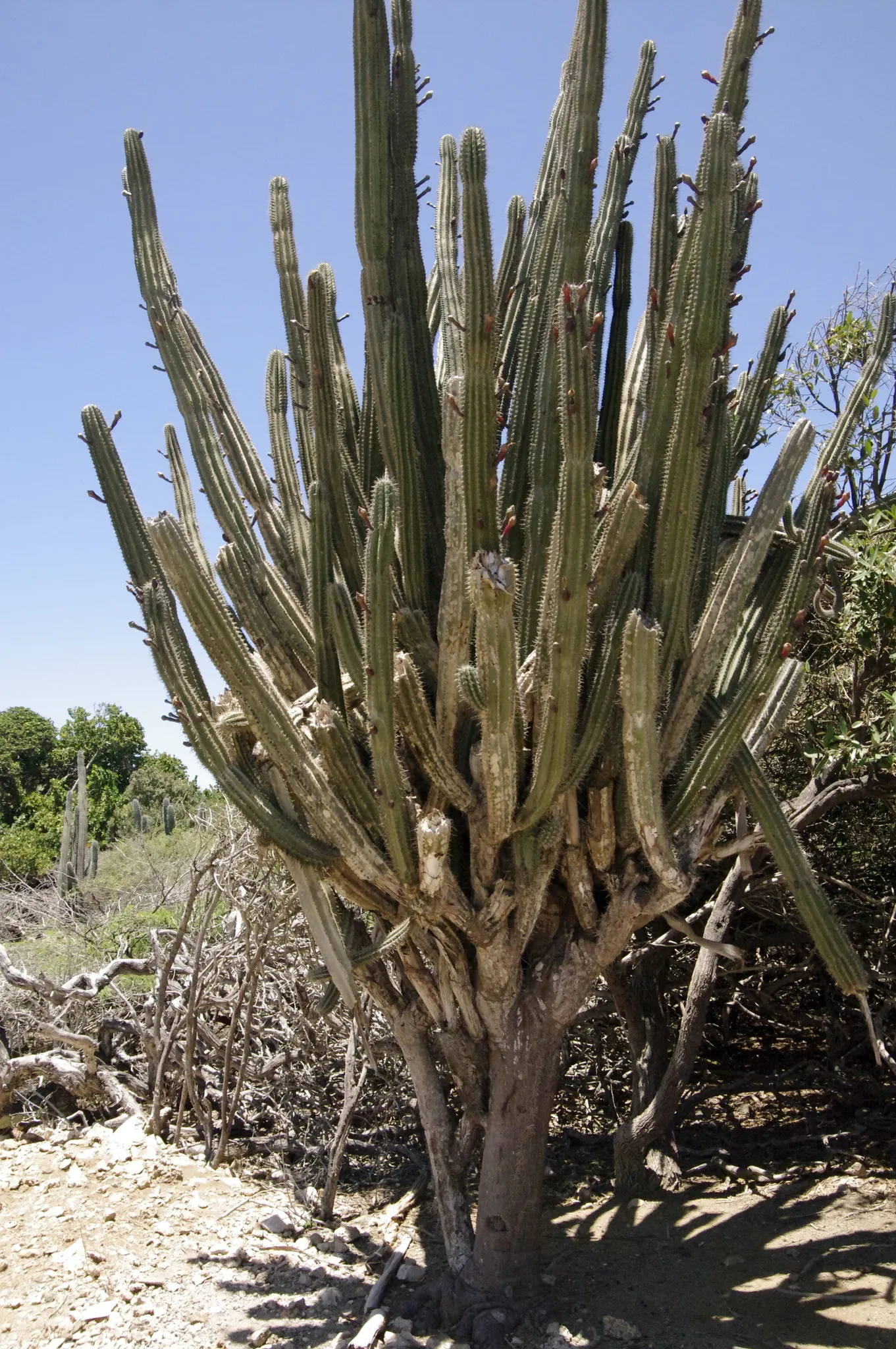 Peruvian-Apple Cactus, Pitaya (Cereus Peruvianus) — thornless fruit resembling an apple; cactus for full or half, image 54