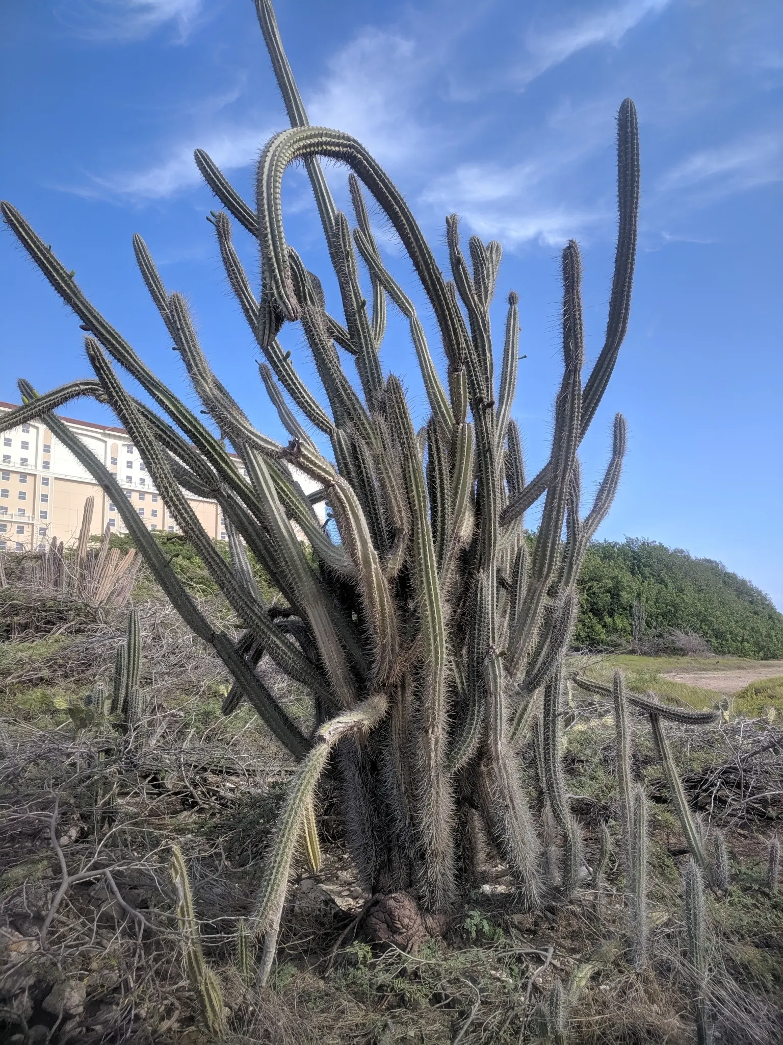 Peruvian-Apple Cactus, Pitaya (Cereus Peruvianus) — particularly in areas frequented by children and pets