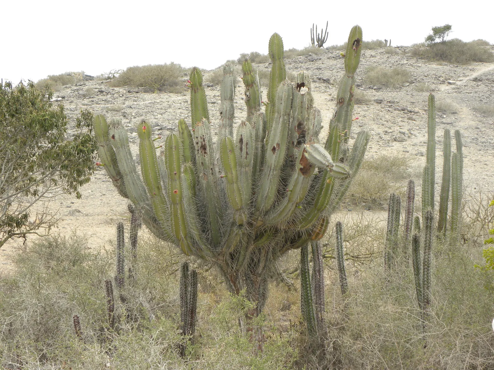 Peruvian-Apple Cactus, Pitaya (Cereus Peruvianus) — make it a superb choice as a focal plant or used to create natural fencing